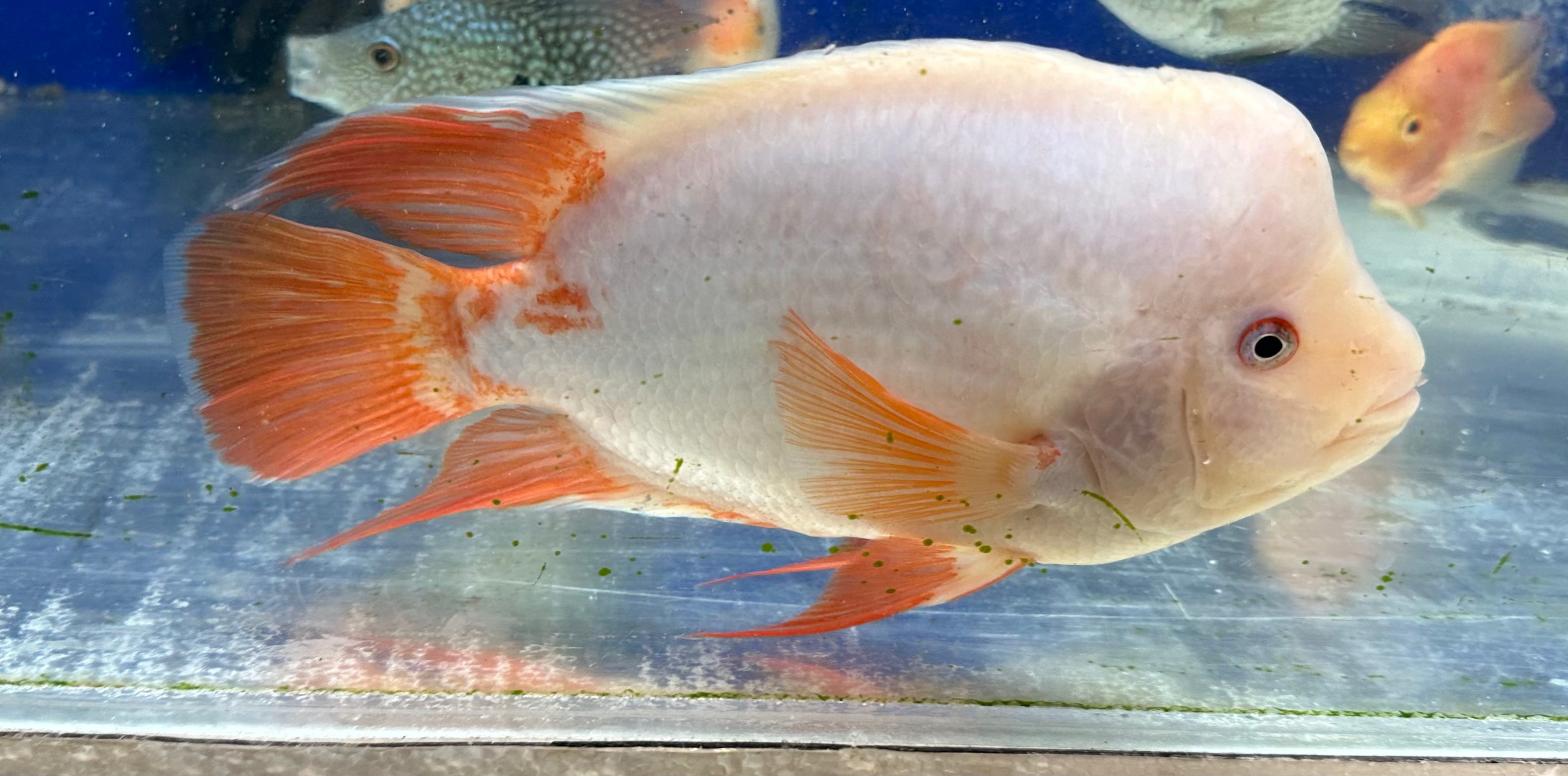 Creamsickle Midas Pair (9-10”)
