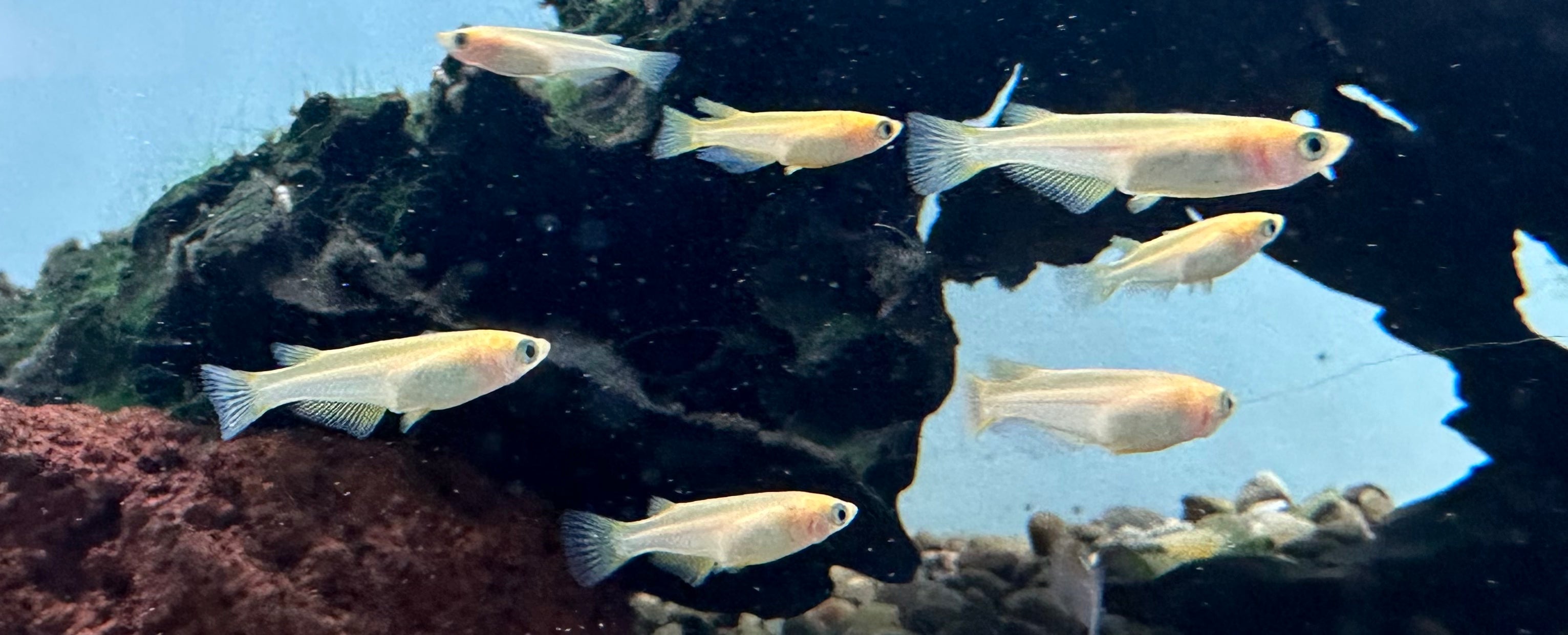 Orange Medaka Ricefish (.75-1”)