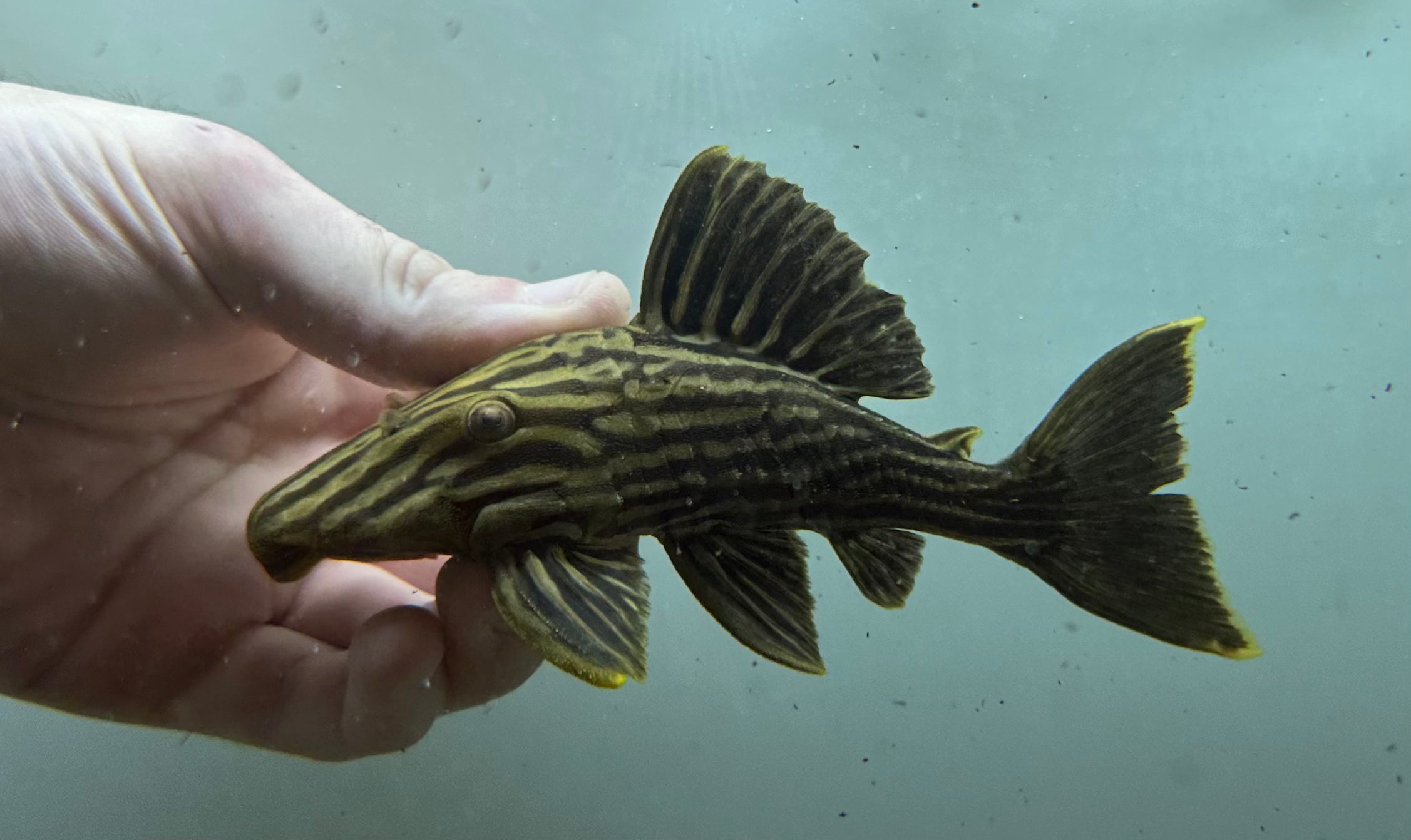 L027 “Araguaia” Royal Pleco (6”)