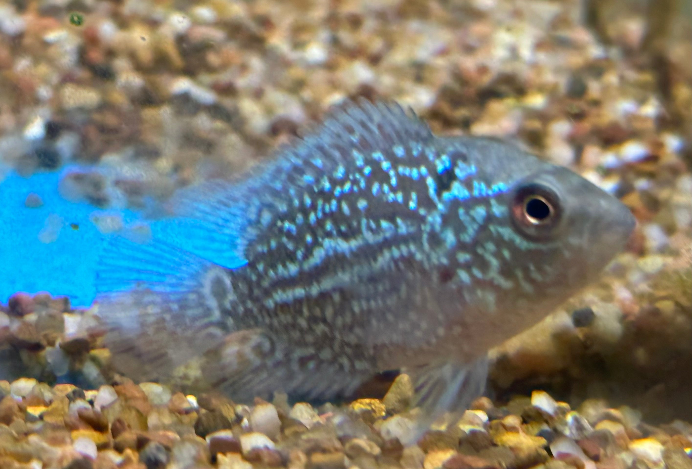 Flowerhorn (1.75”)