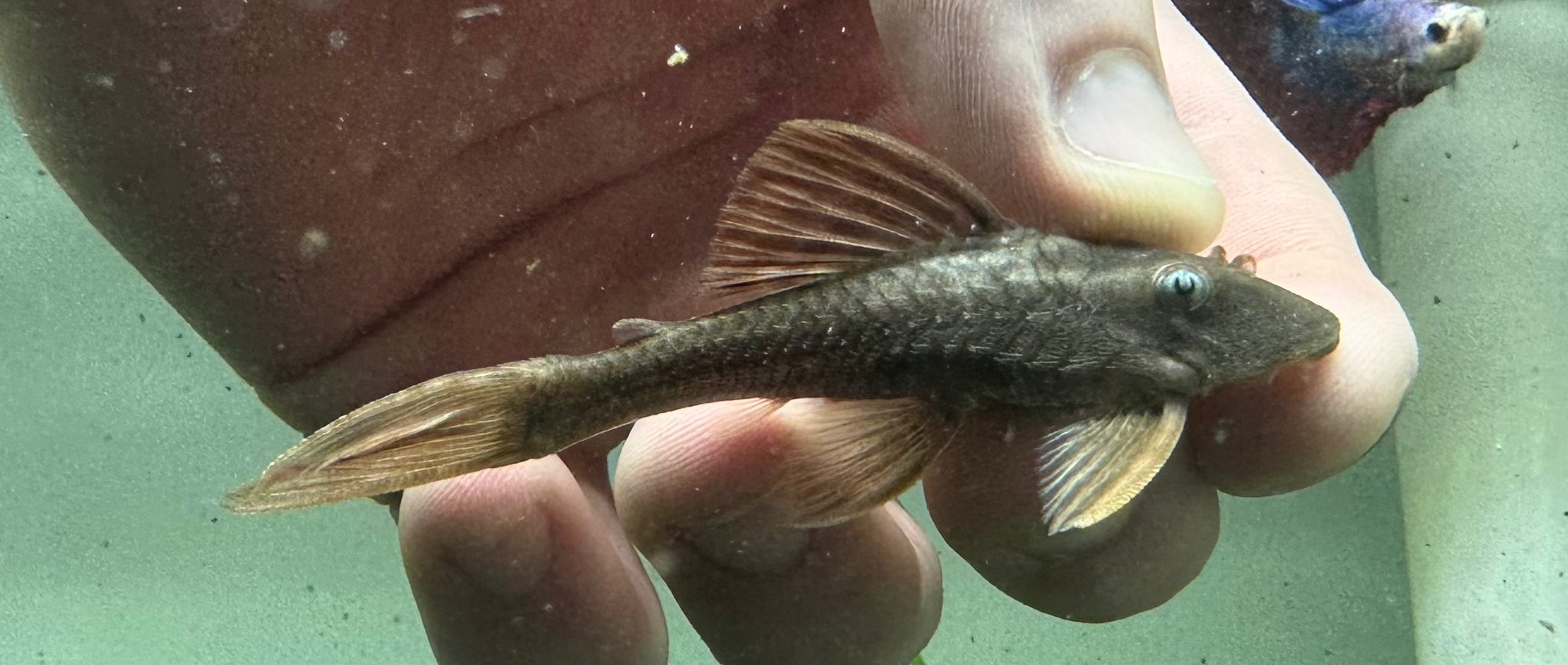 L137 Blue Eye Redfin Pleco (2.5-3”)