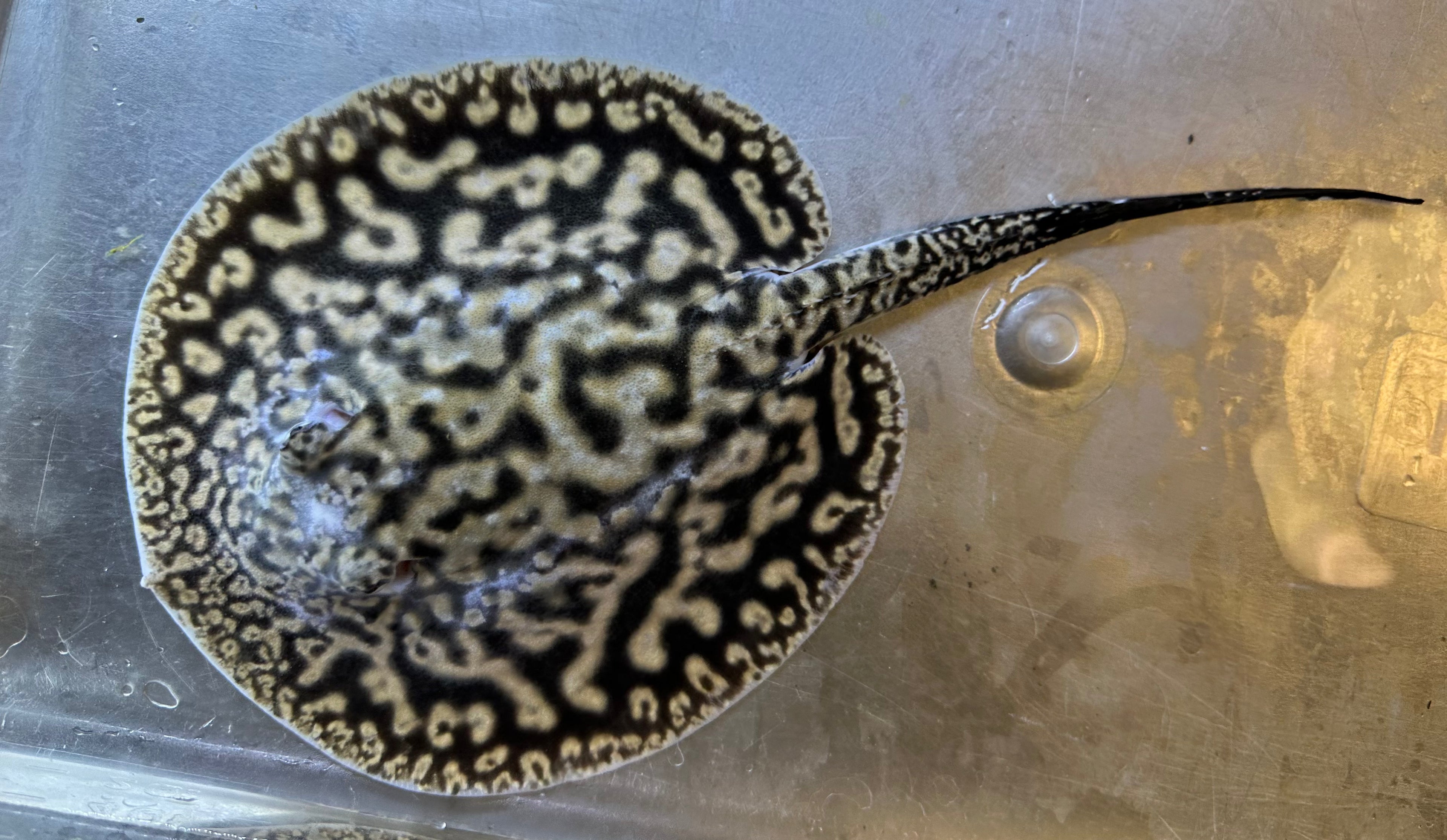 Piebald Pearl Stingray (Male 7”)