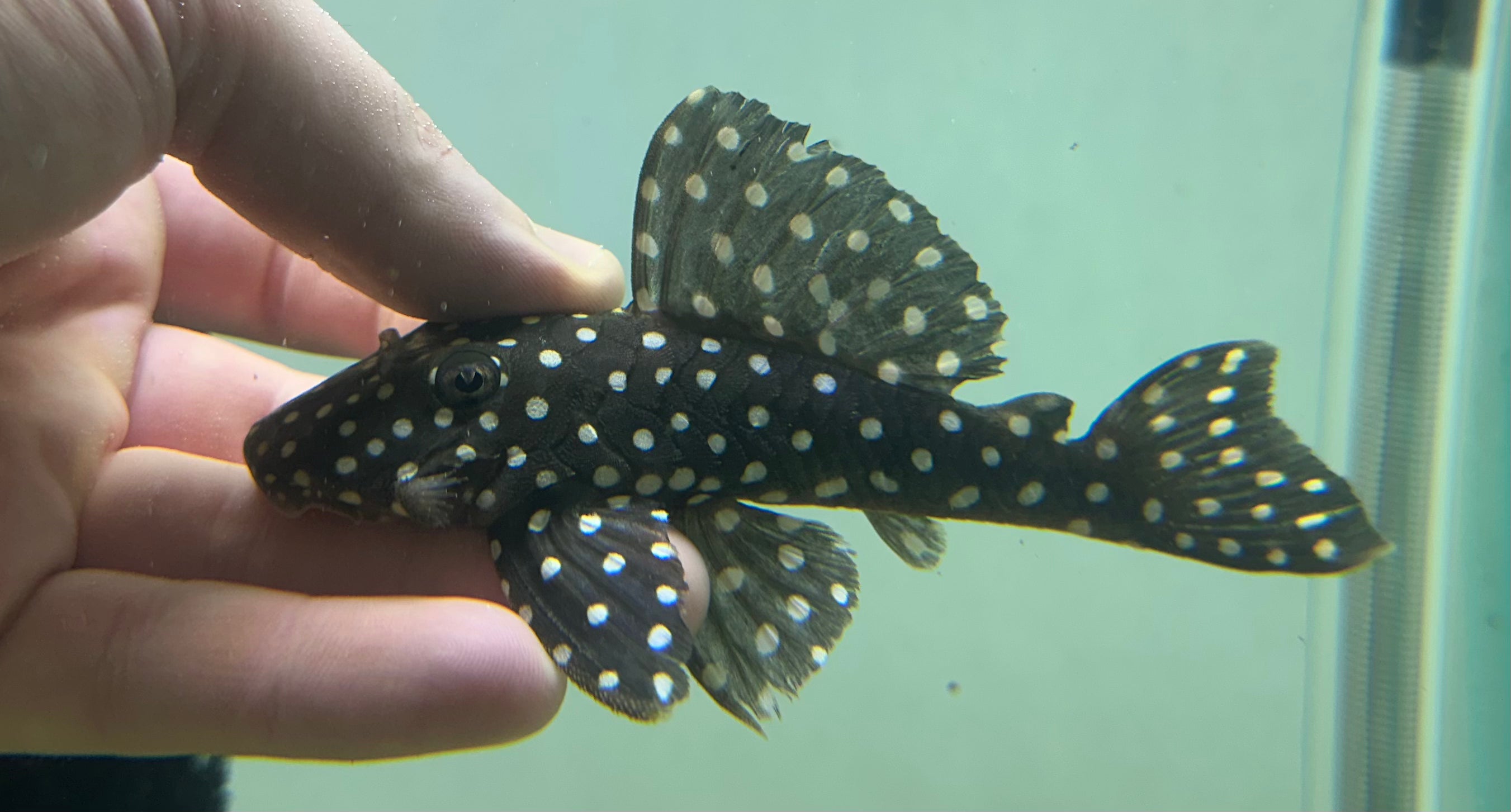 XL LDA33 Snowball Pleco (4.5-5”+)