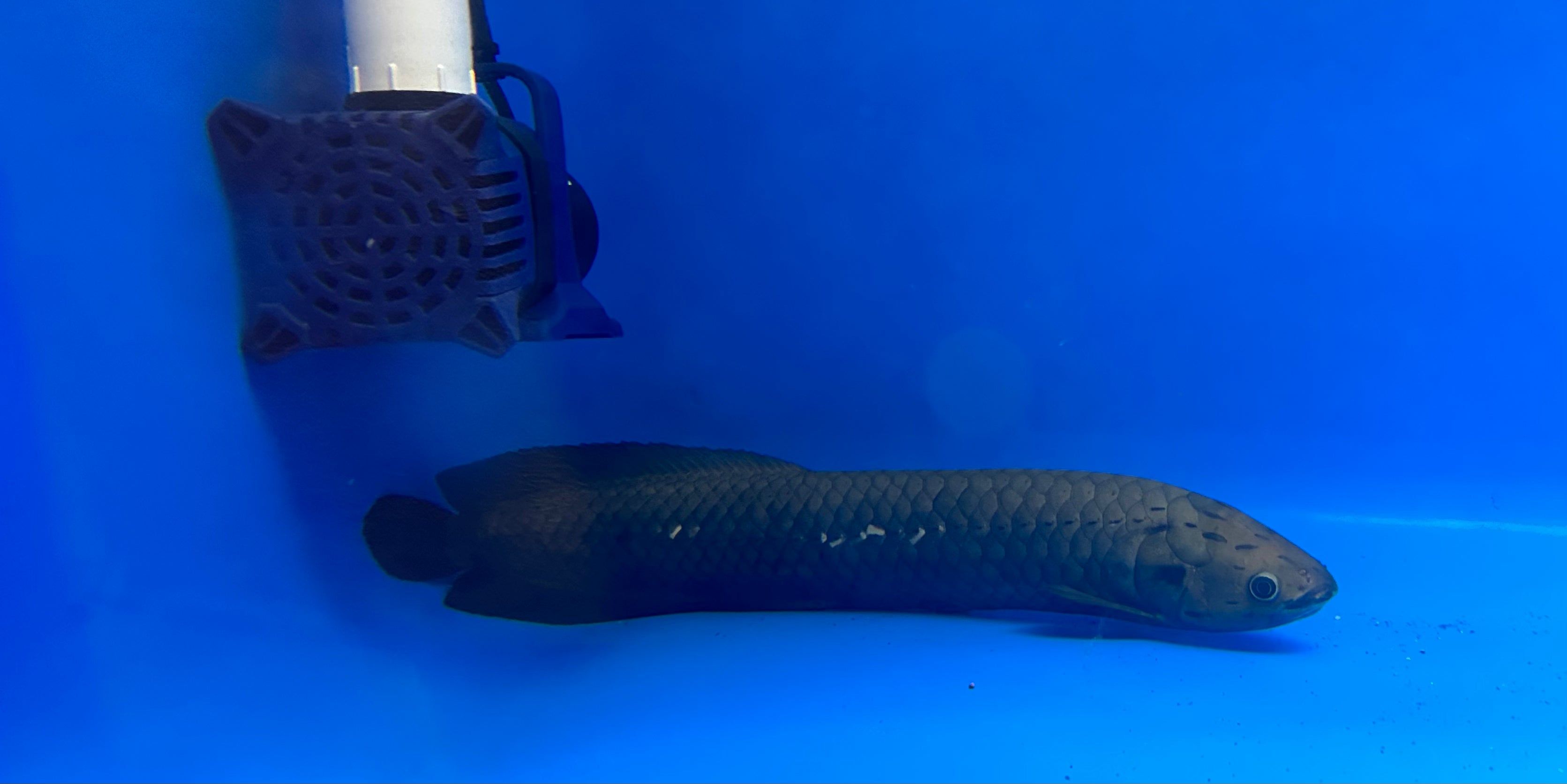 XXL African Arowana (24”+)