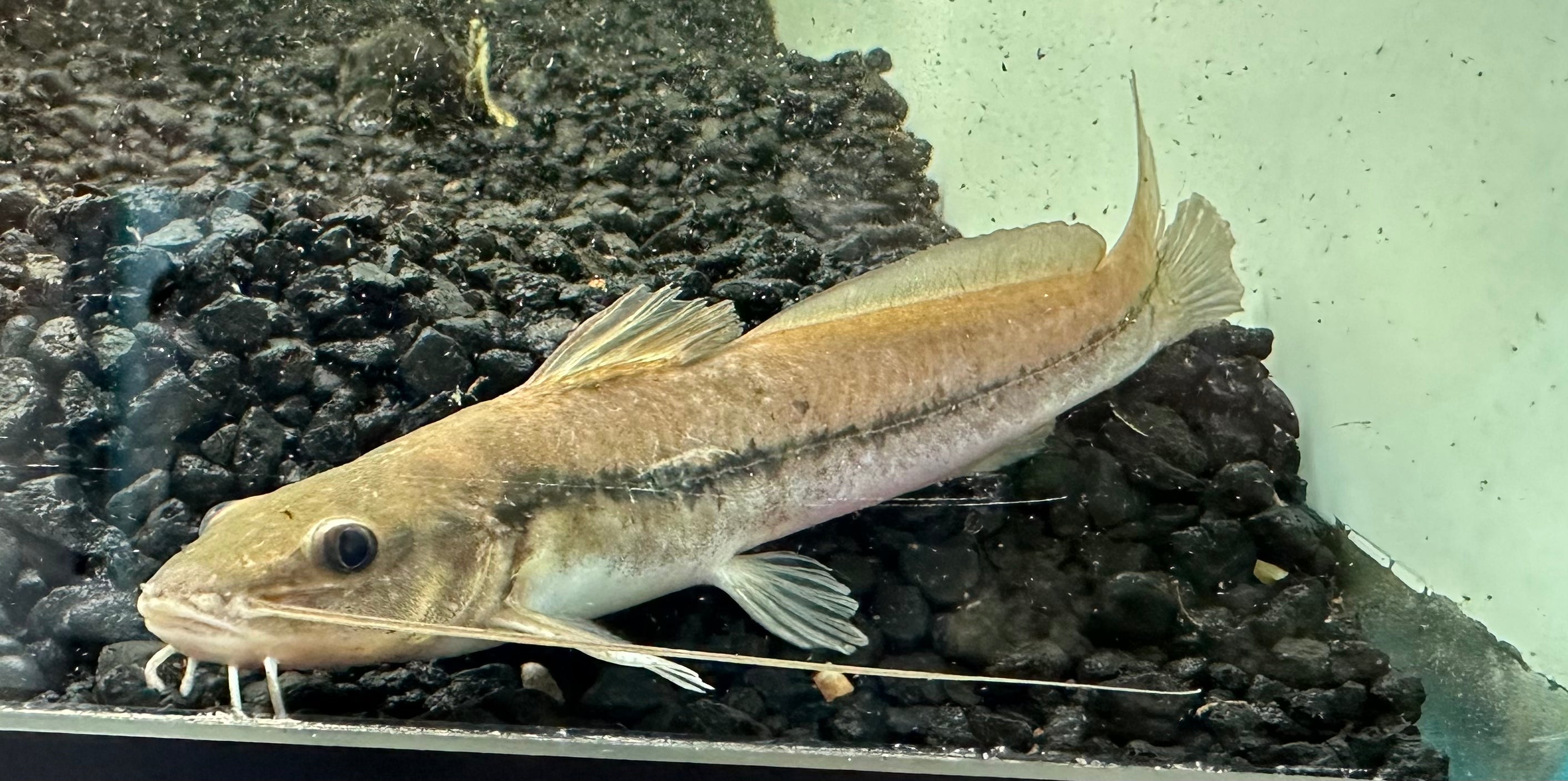One Line Pim Catfish (4.5”)