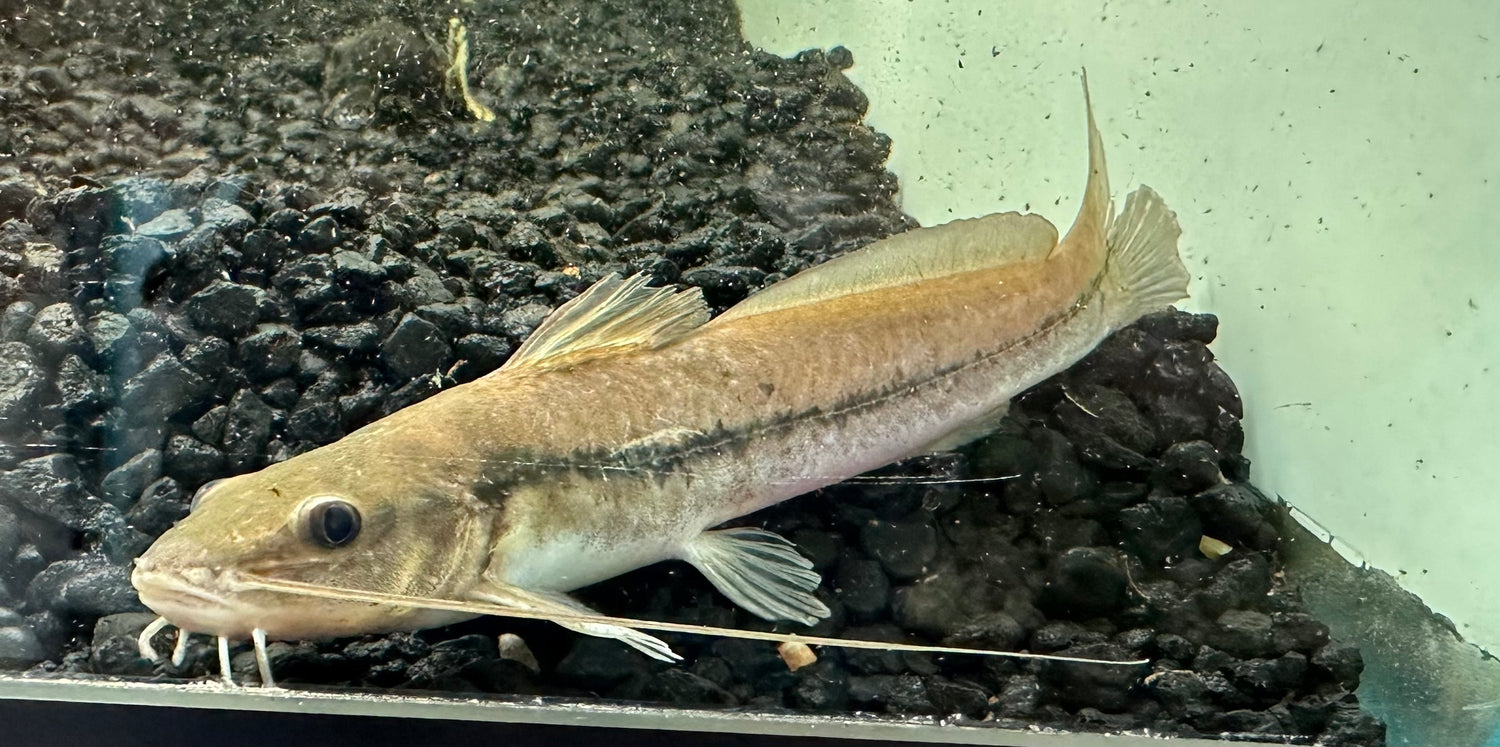One Line Pim Catfish (4-5”)