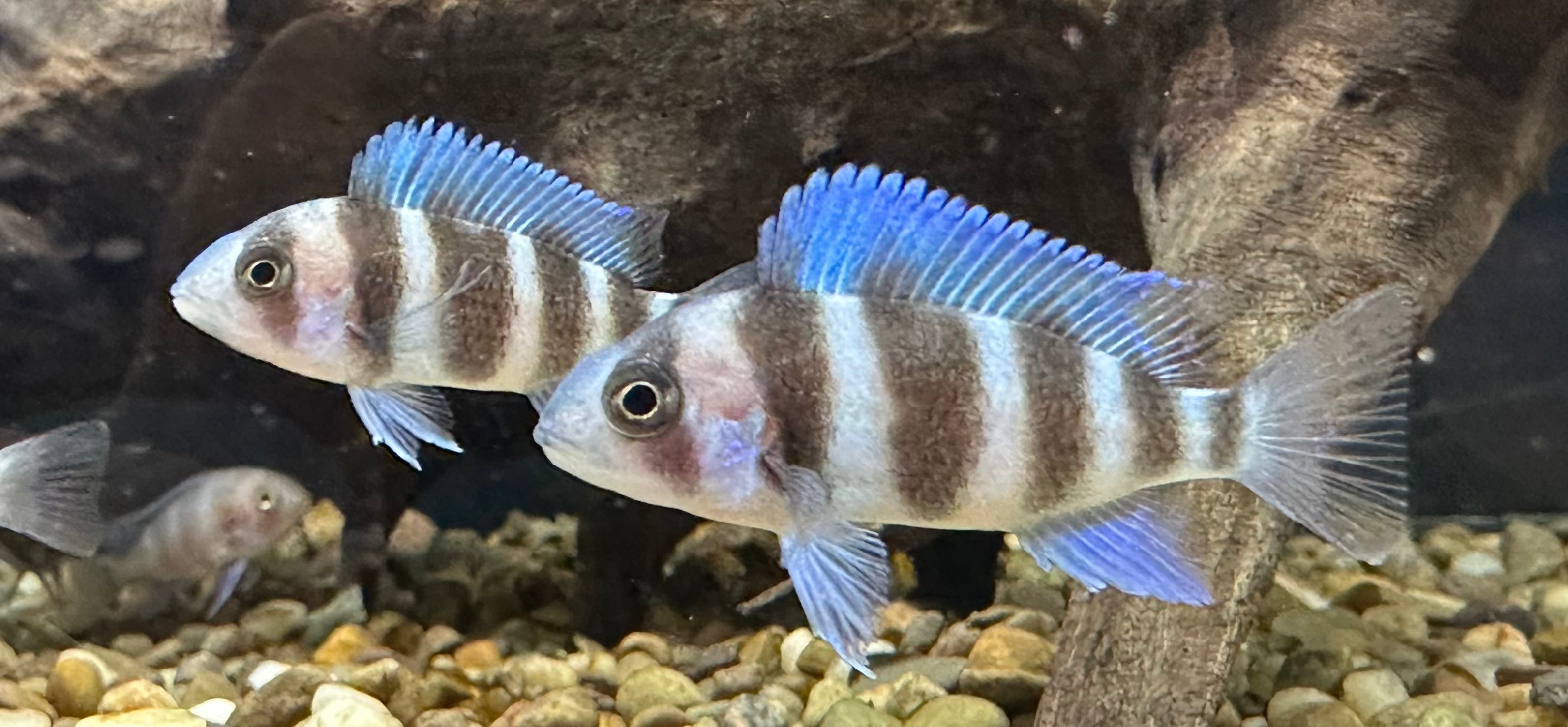 Frontosa (1.25-1.5”)