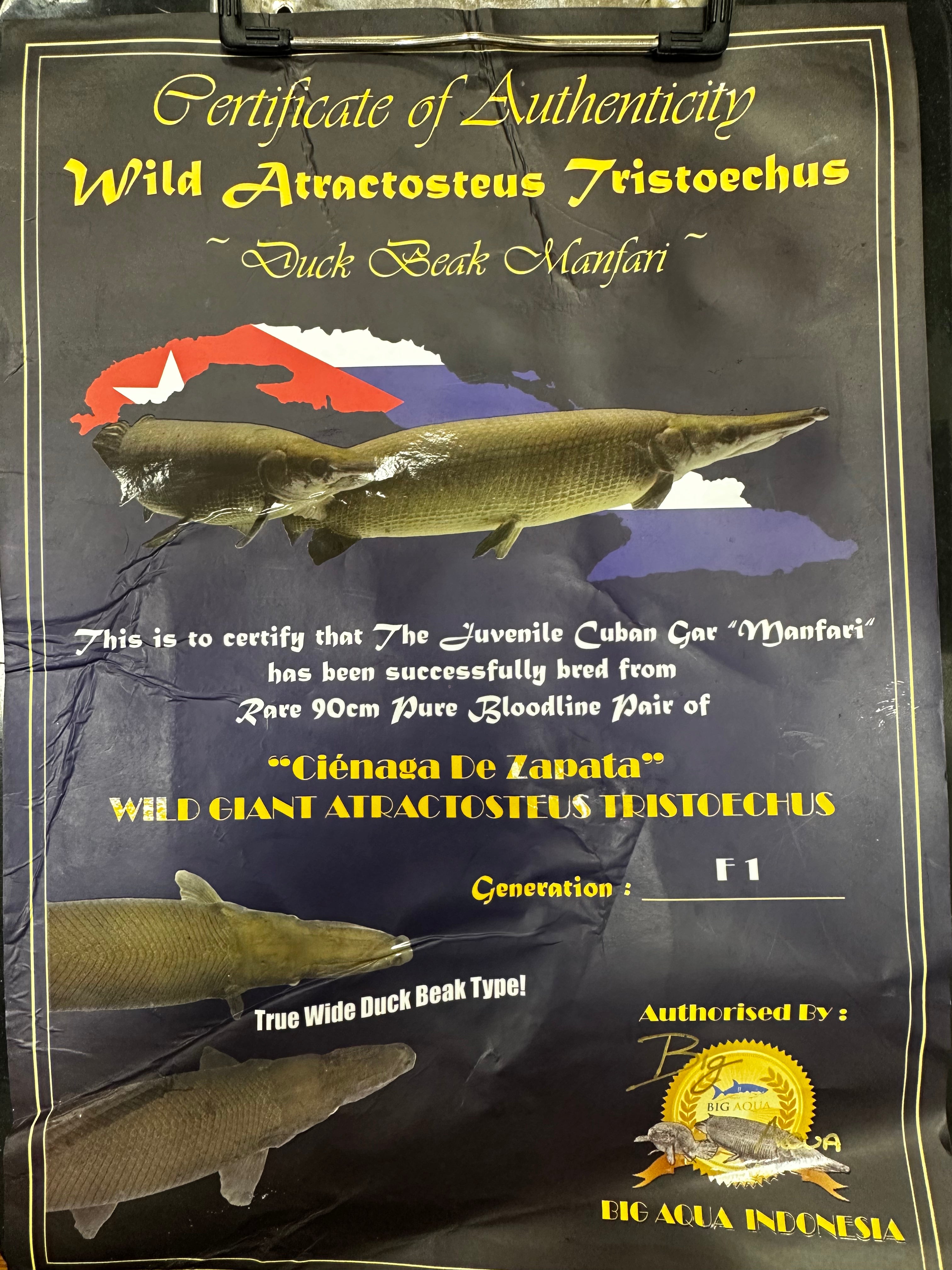 Cuban Gar (16-18”)