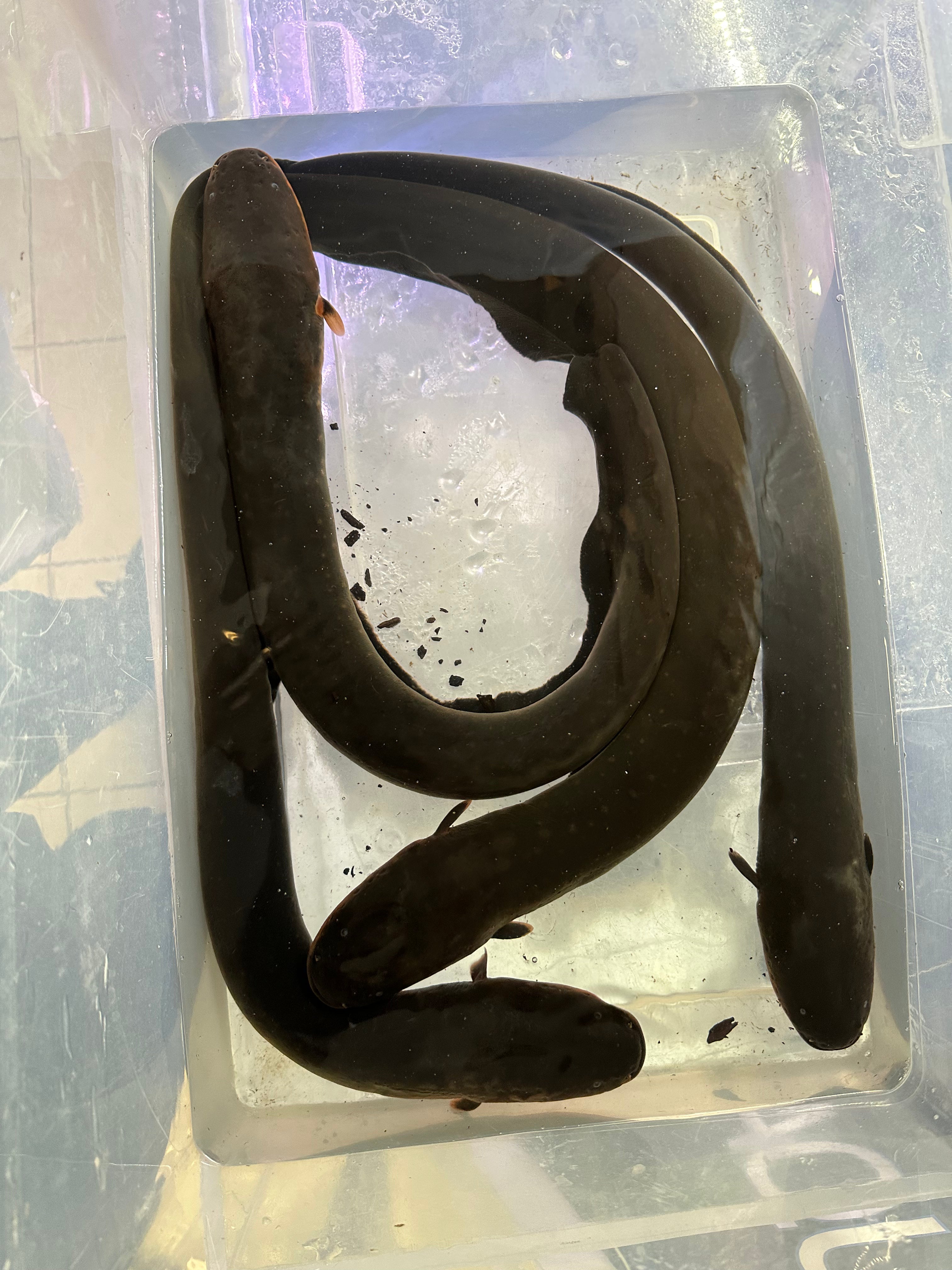 Anguila eléctrica (16”+)