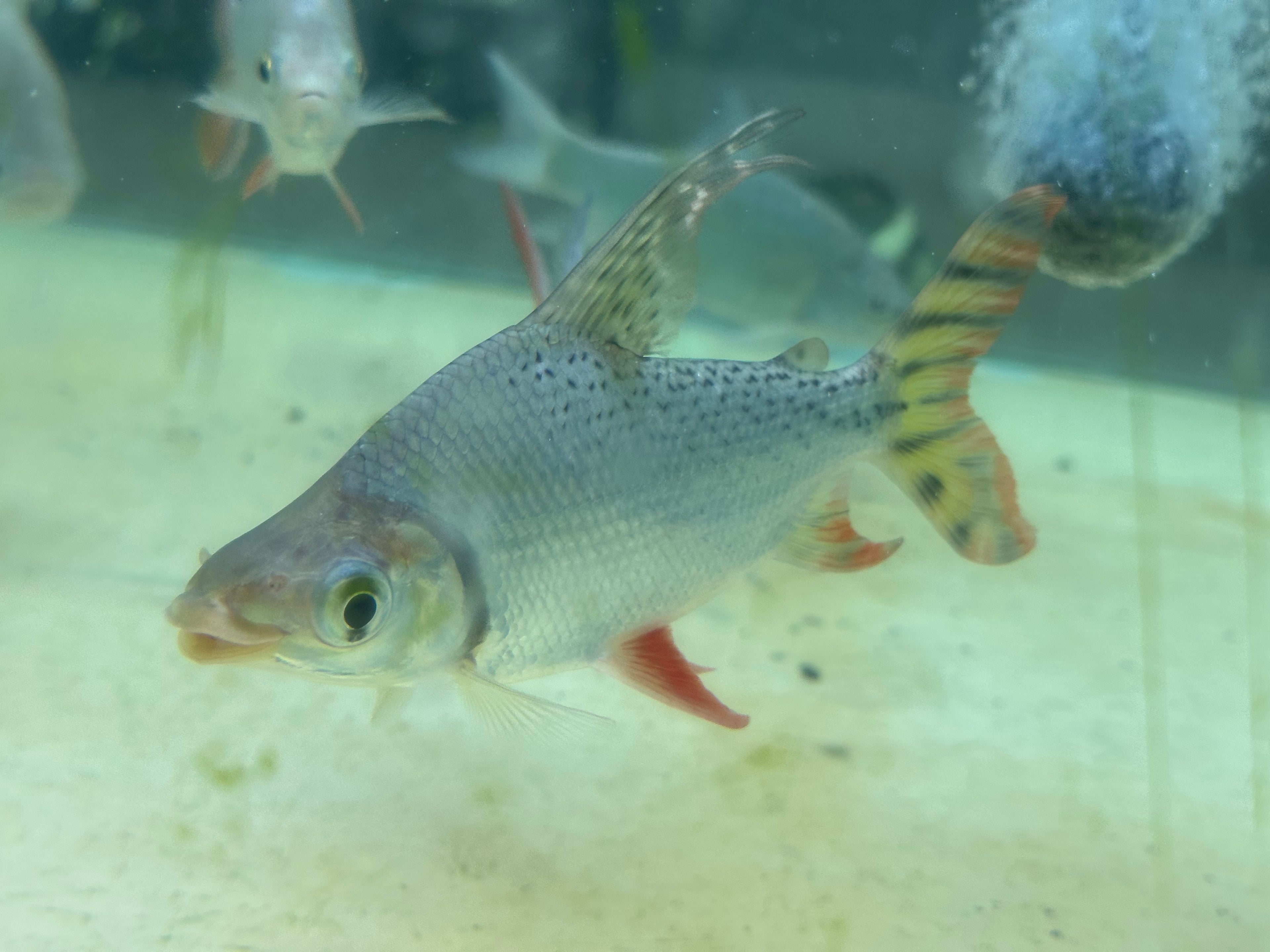 Flagtail Prochilodus (5.5”)