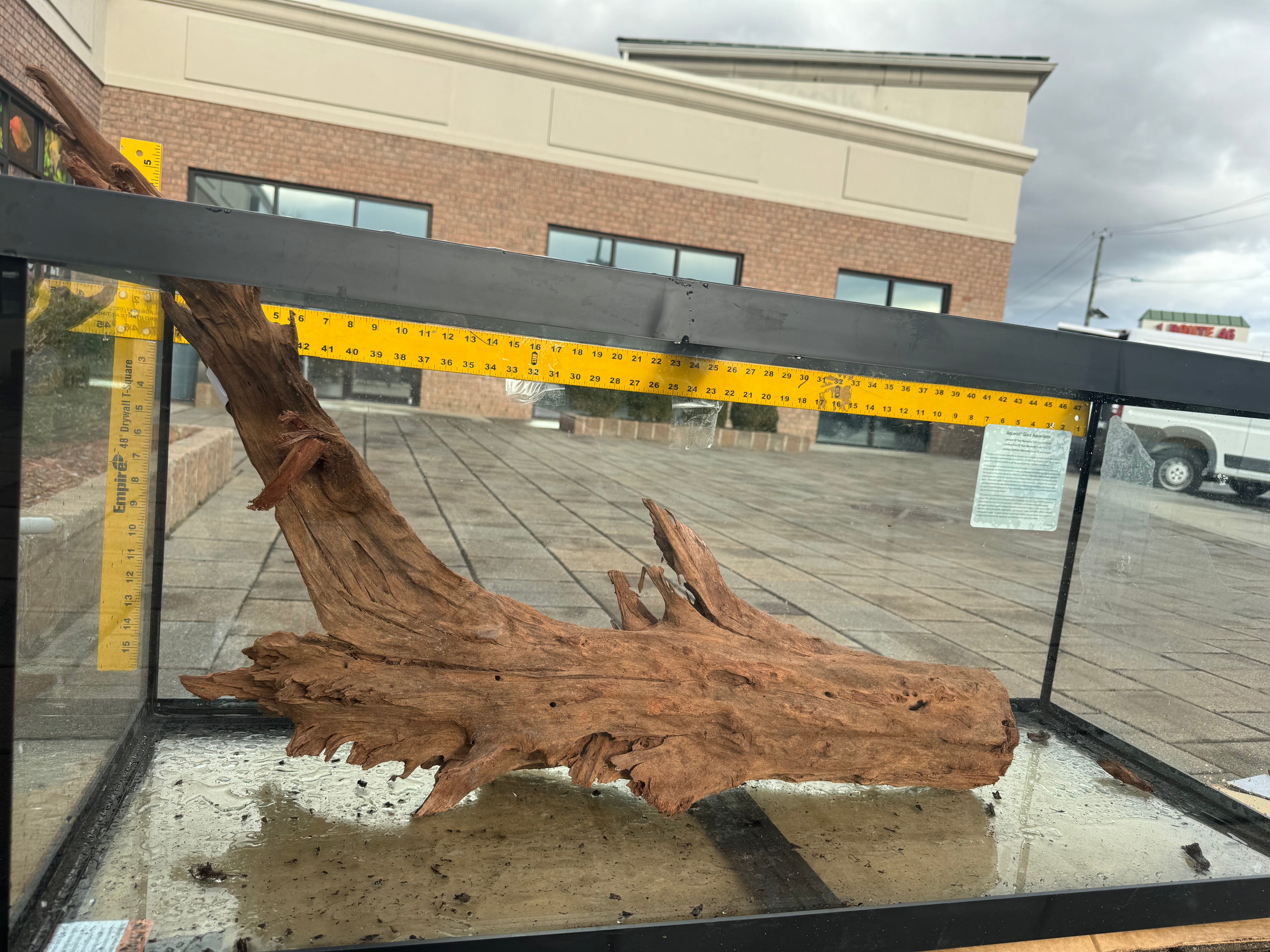 XL Malaysian Driftwood