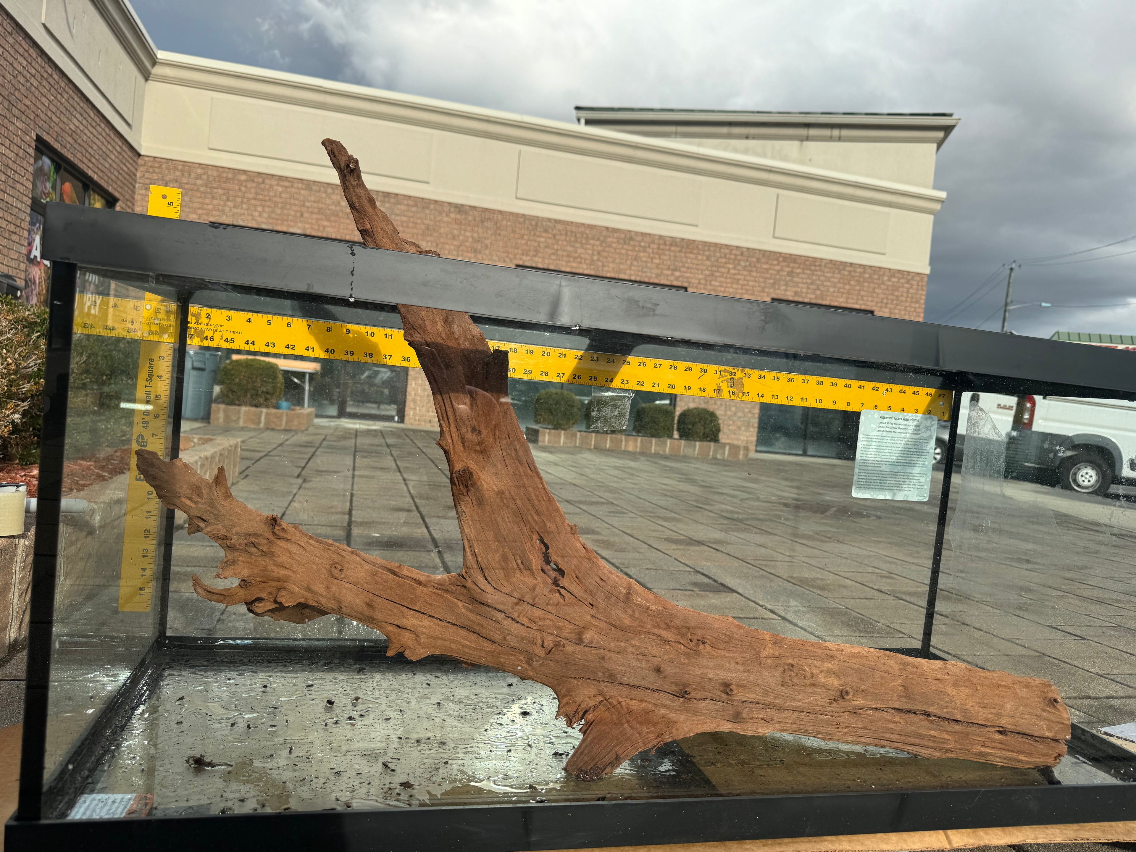 XL Malaysian Driftwood