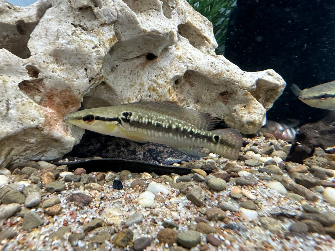 Ring Tail Pike Cichlid (5”)