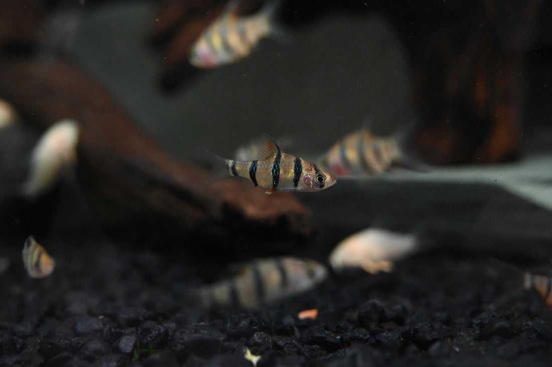 6 Banded Barb (1.25”)