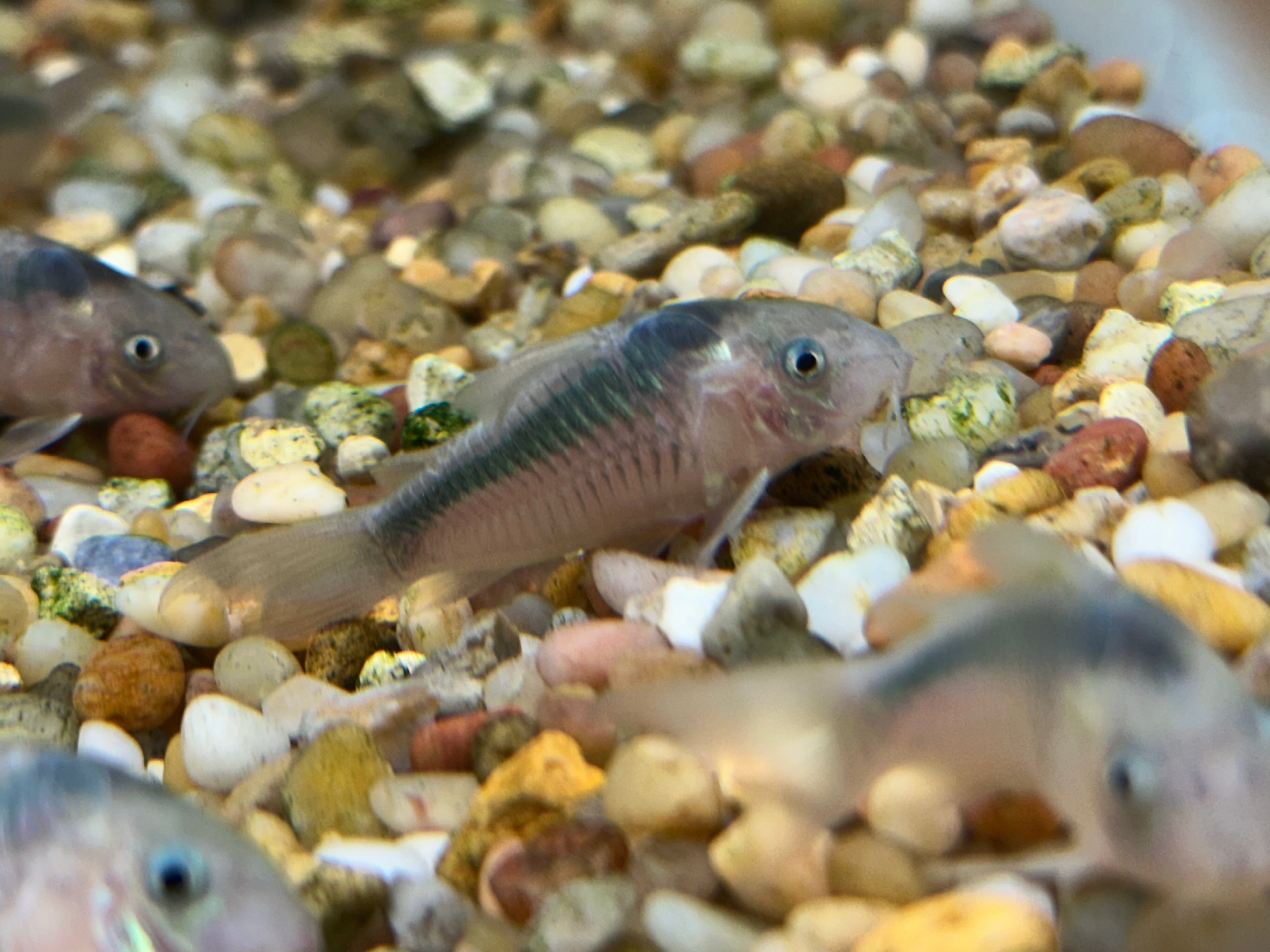 Rabuti Cory (1.5”)