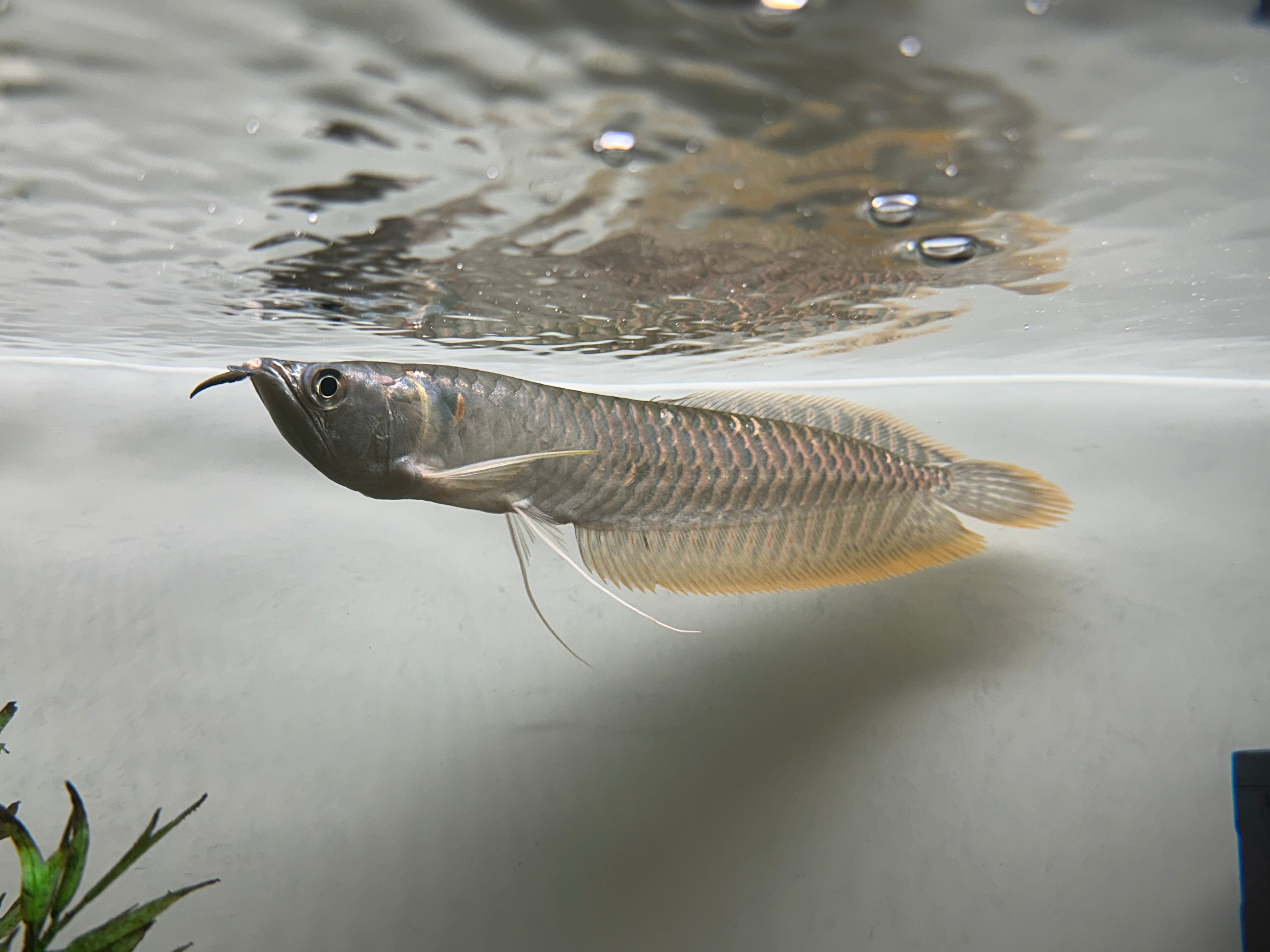 Silver Arowana (8.5-9”)
