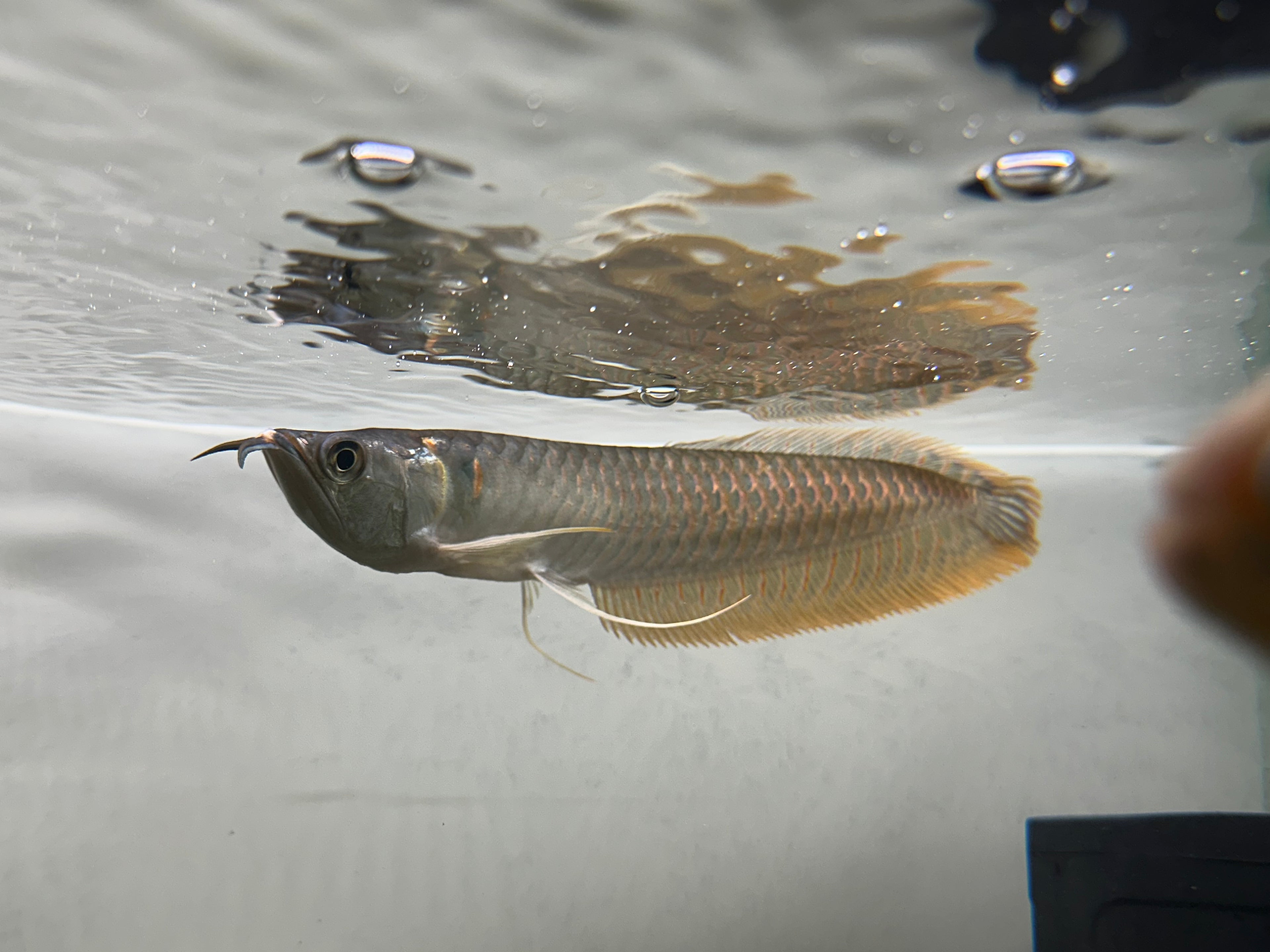 Silver Arowana (8.5-9”)