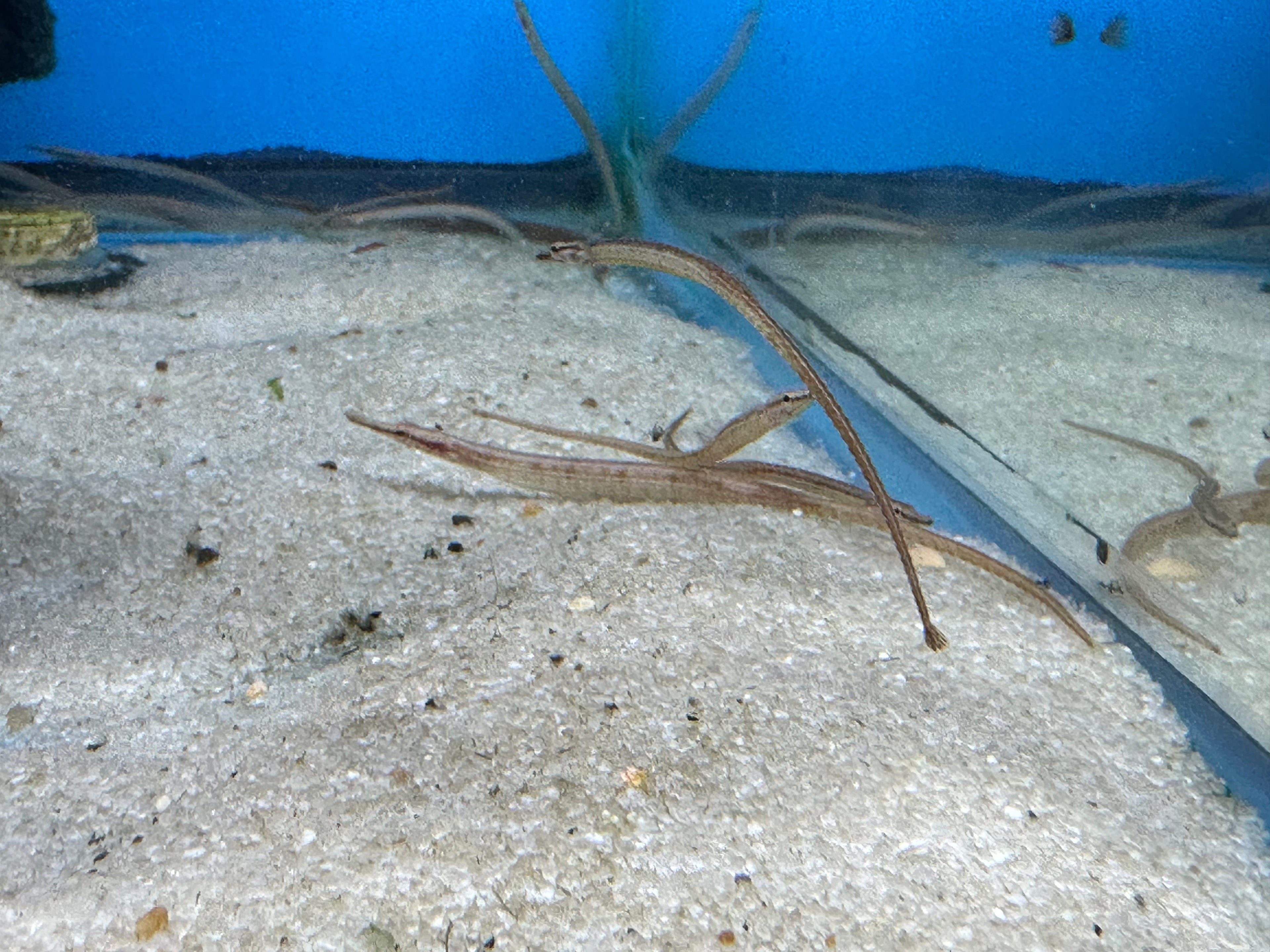 Freshwater Dwarf Pipefish (4-5”)