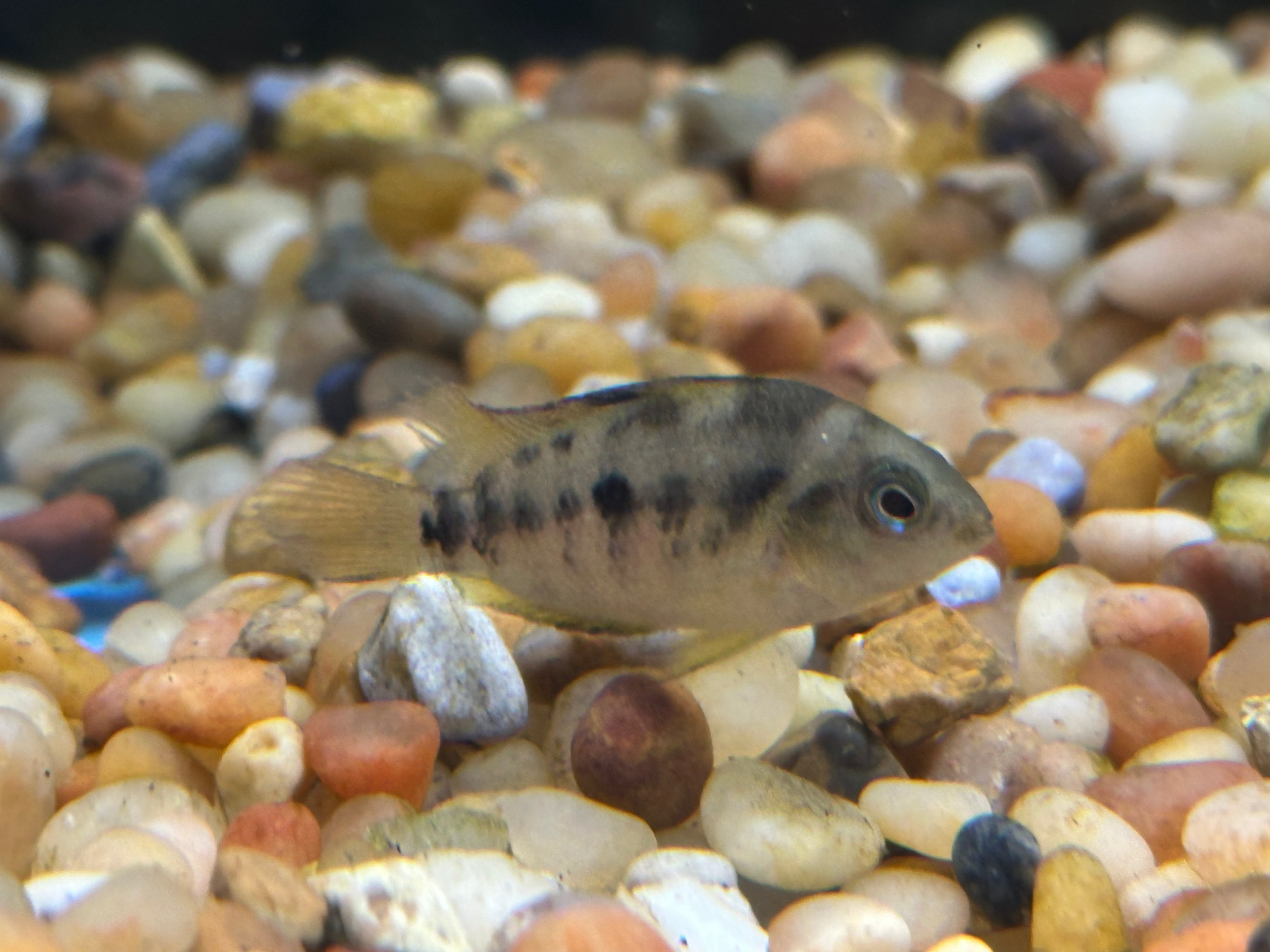 Yellow Convict Cichlid (1.25-1.5”)