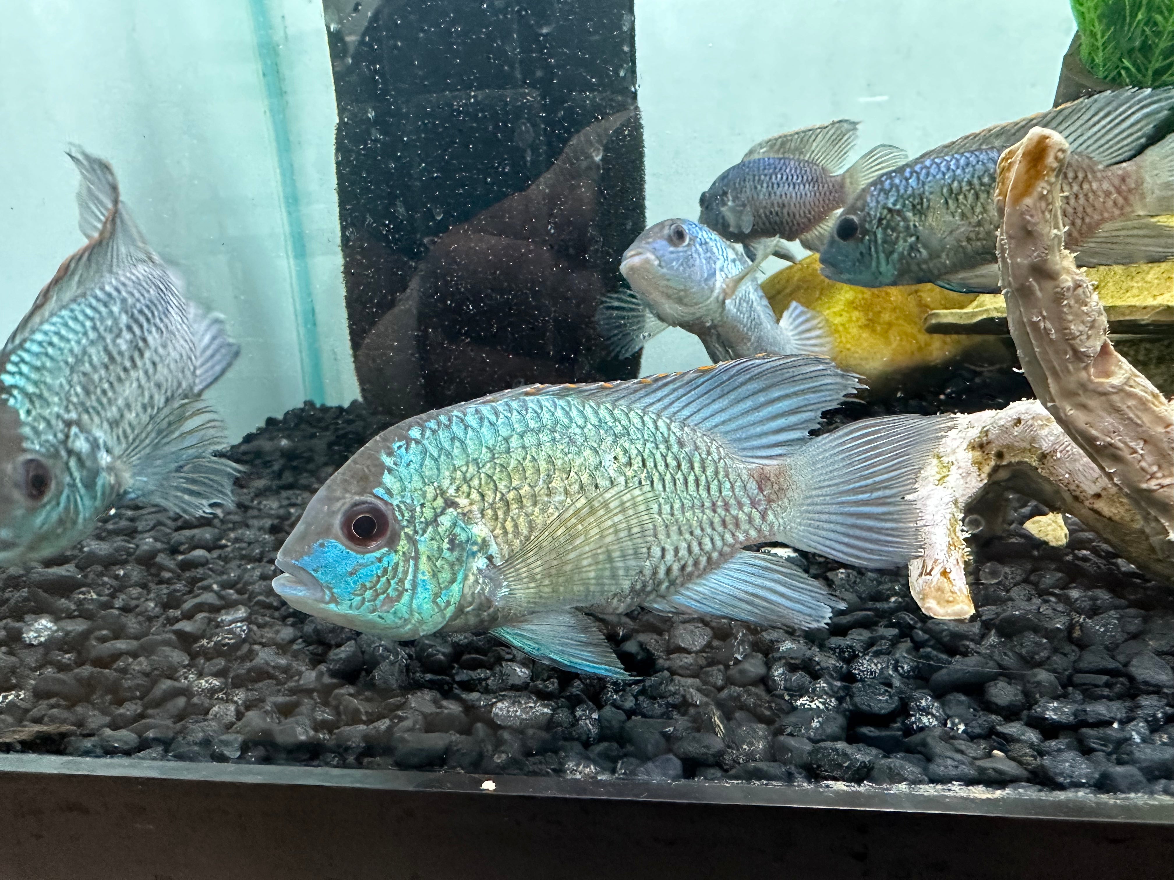 Xl Electric Blue Acara (4-5”) – Global Fish Co.