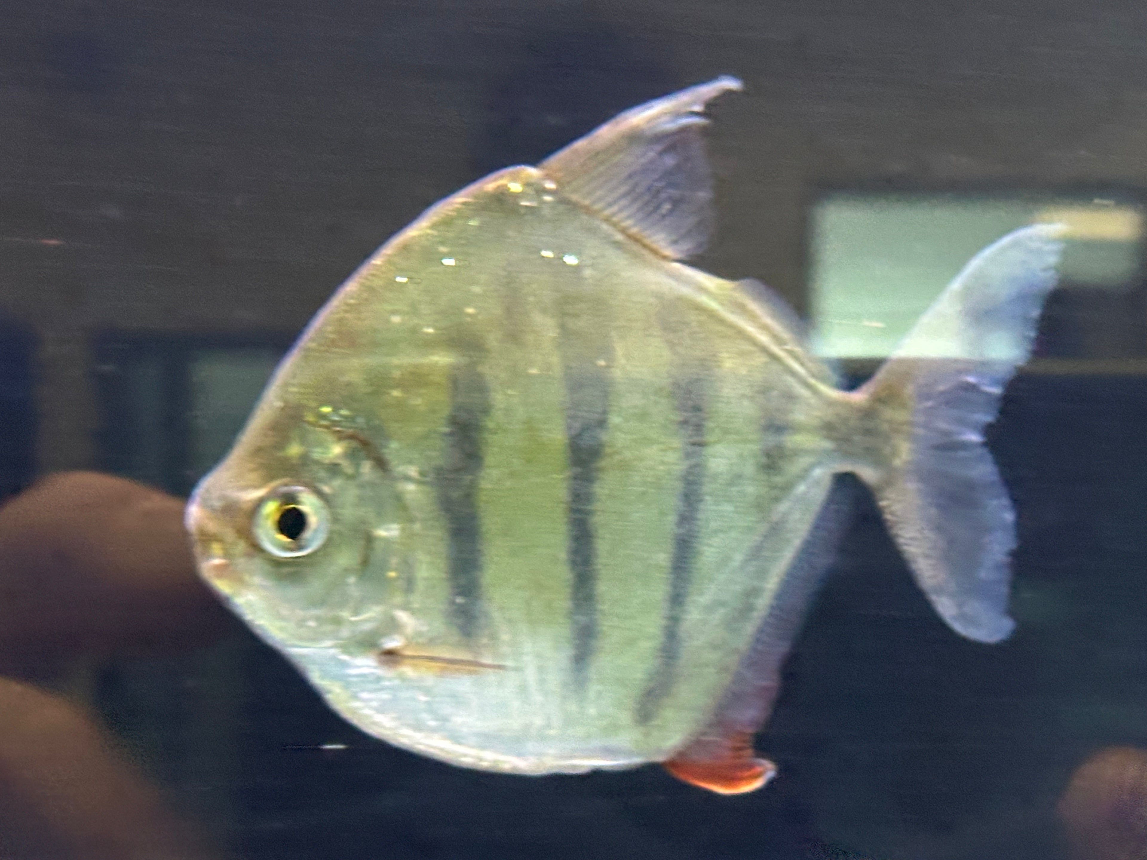 XL Tiger Striped Silver Dollar (5”)