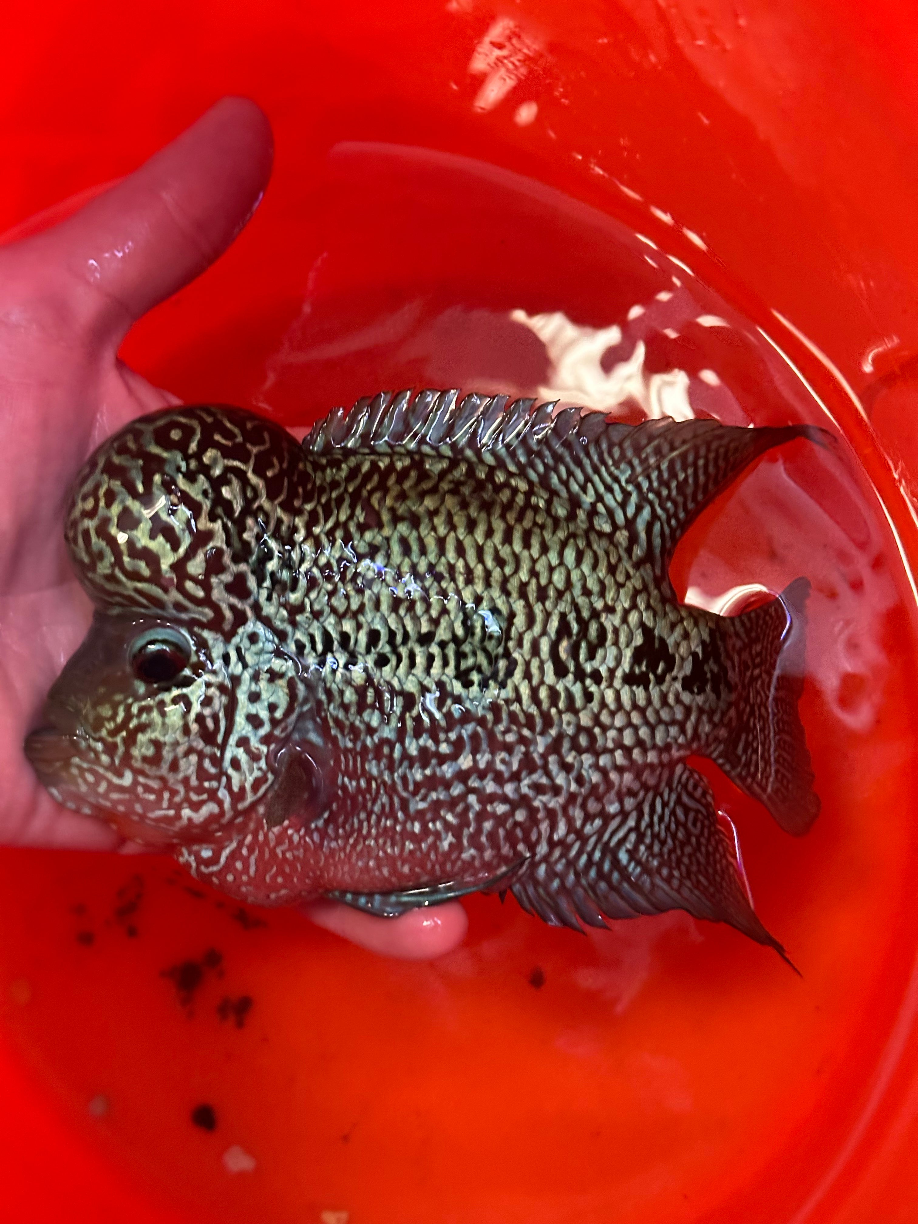 XL Red Dragon Flowerhorn (7”)