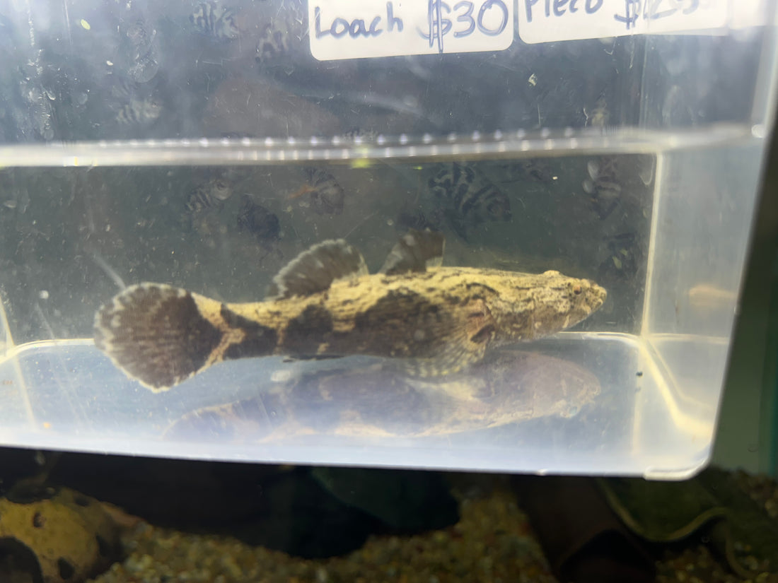 Marble Goby (3.5-4”)