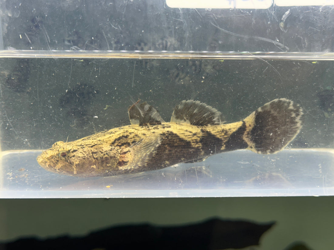 Marble Goby (3.5-4”)