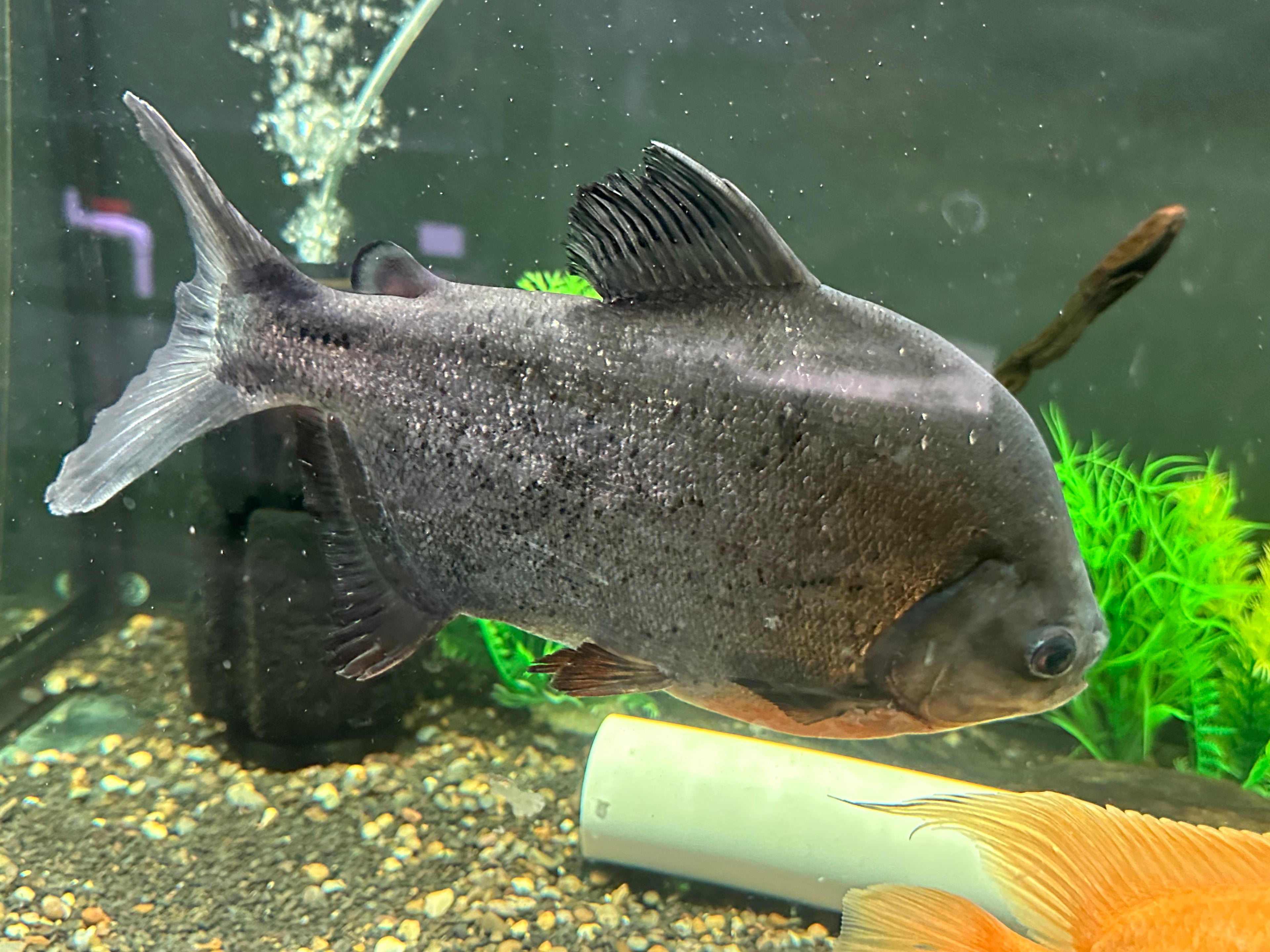 Red Belly Pacu (9-10”)