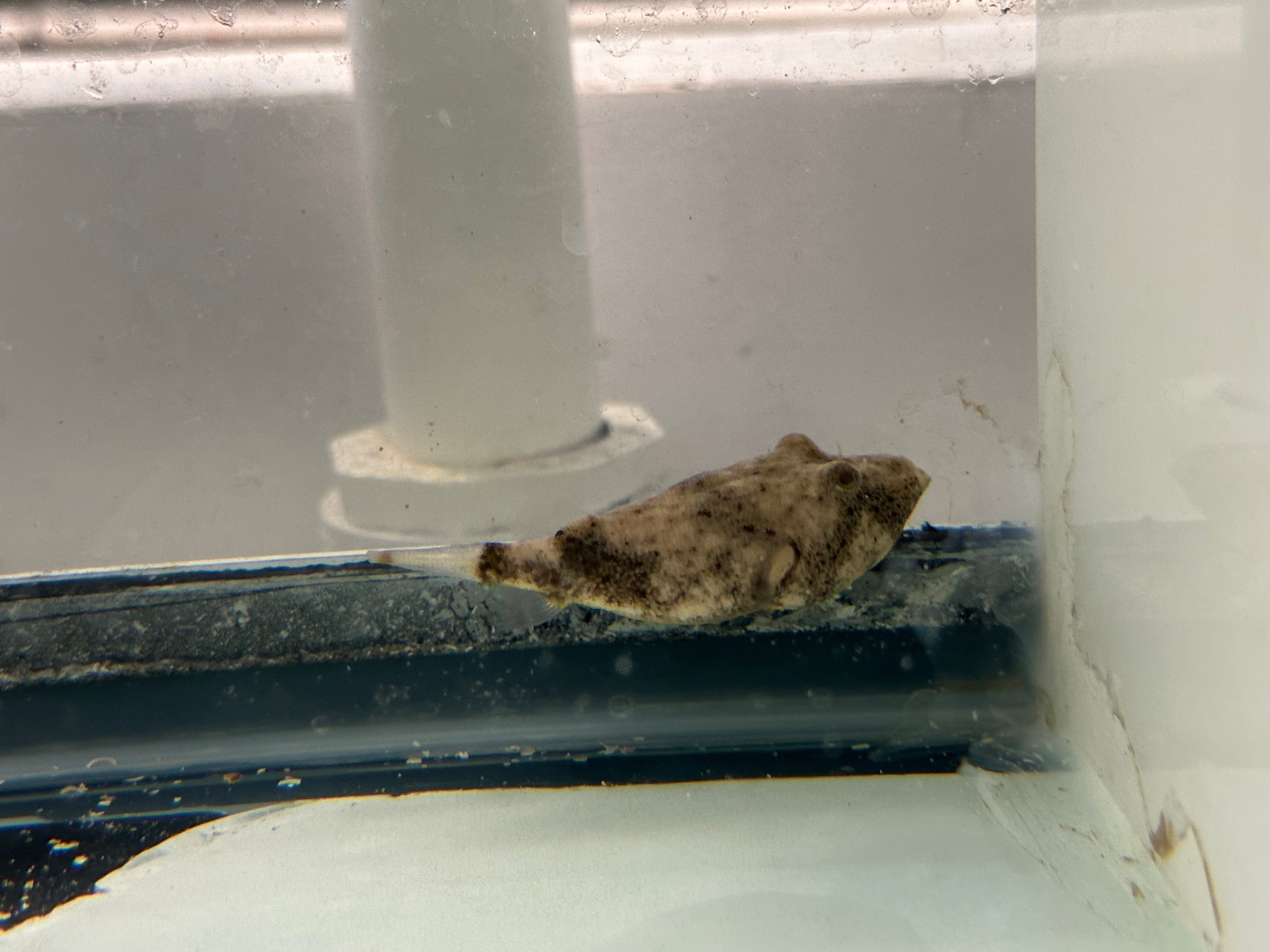 Red Mirius Puffer (1.75-2”)