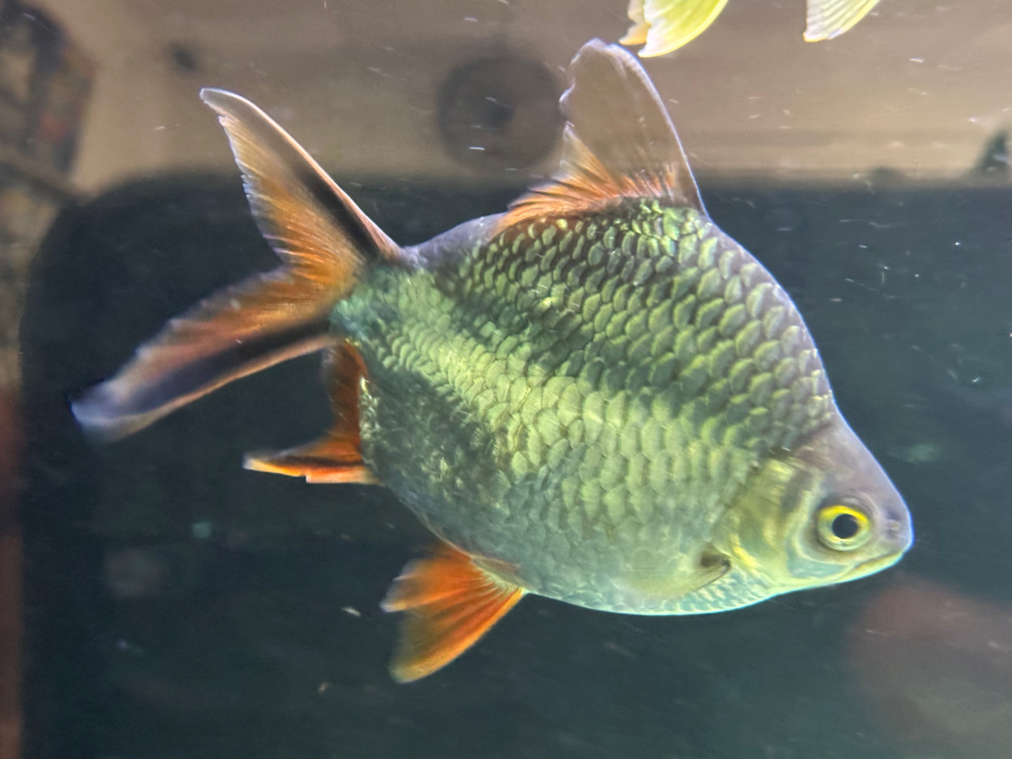 XL Shortbody Twinbar Tinfoil Barb (6-7”)