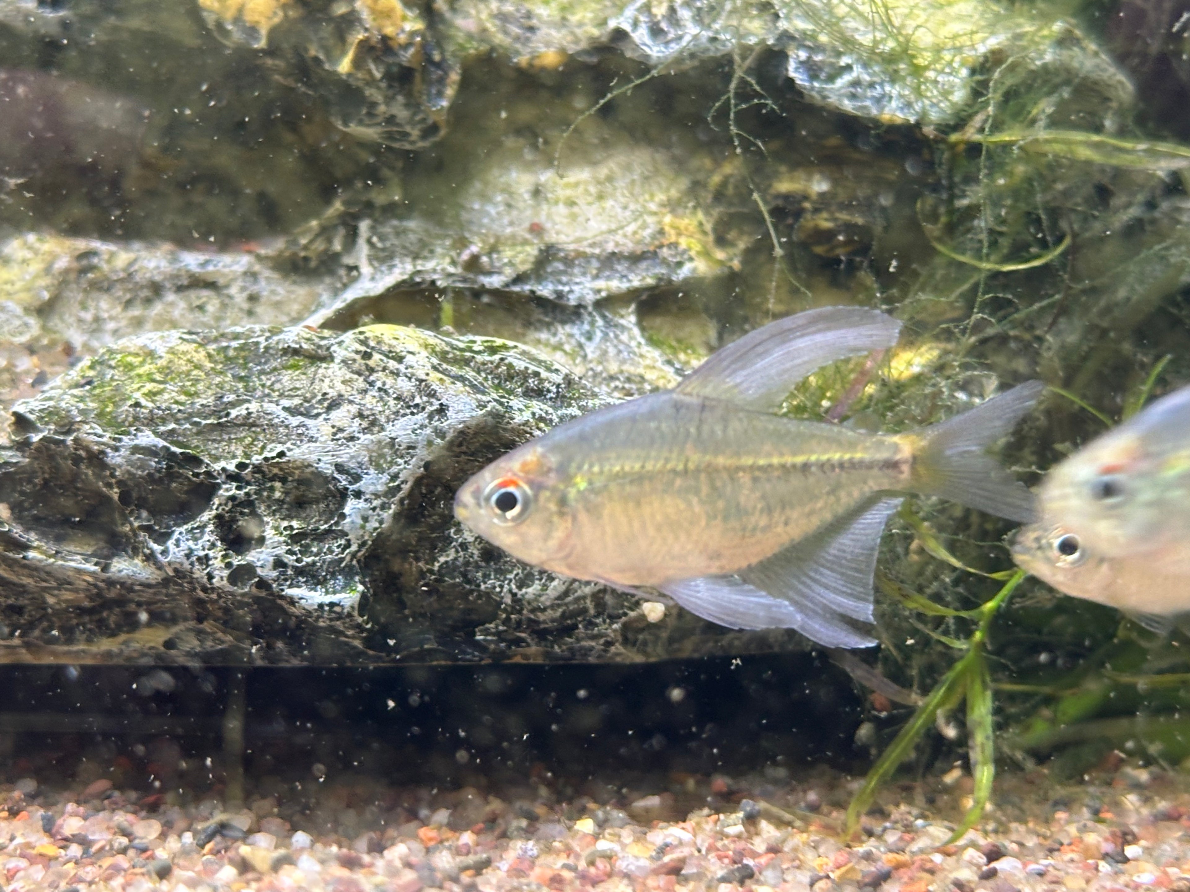 Diamond Tetra (1.5”+)