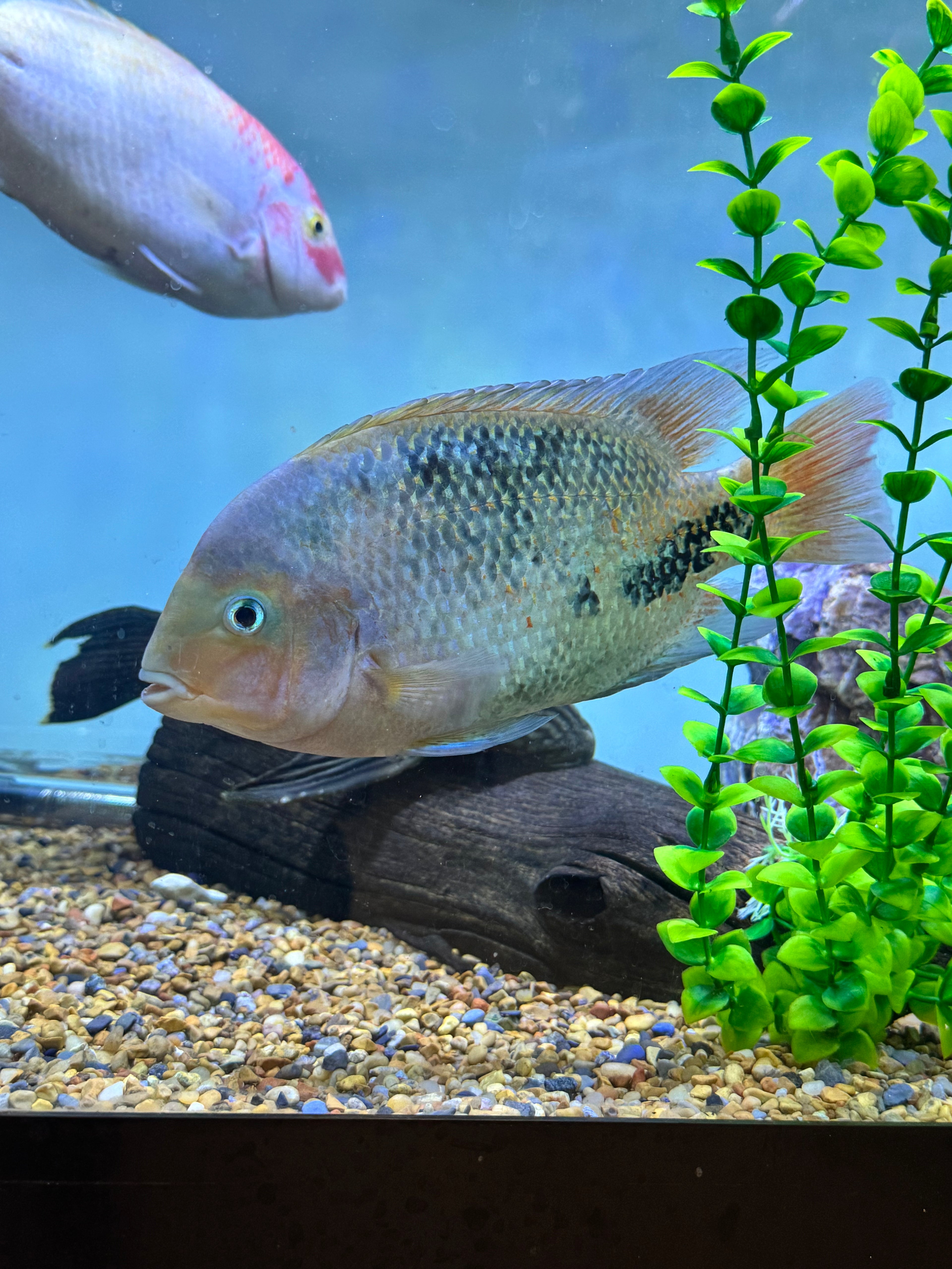 Synspilum Veija Cichlid (7-8”)