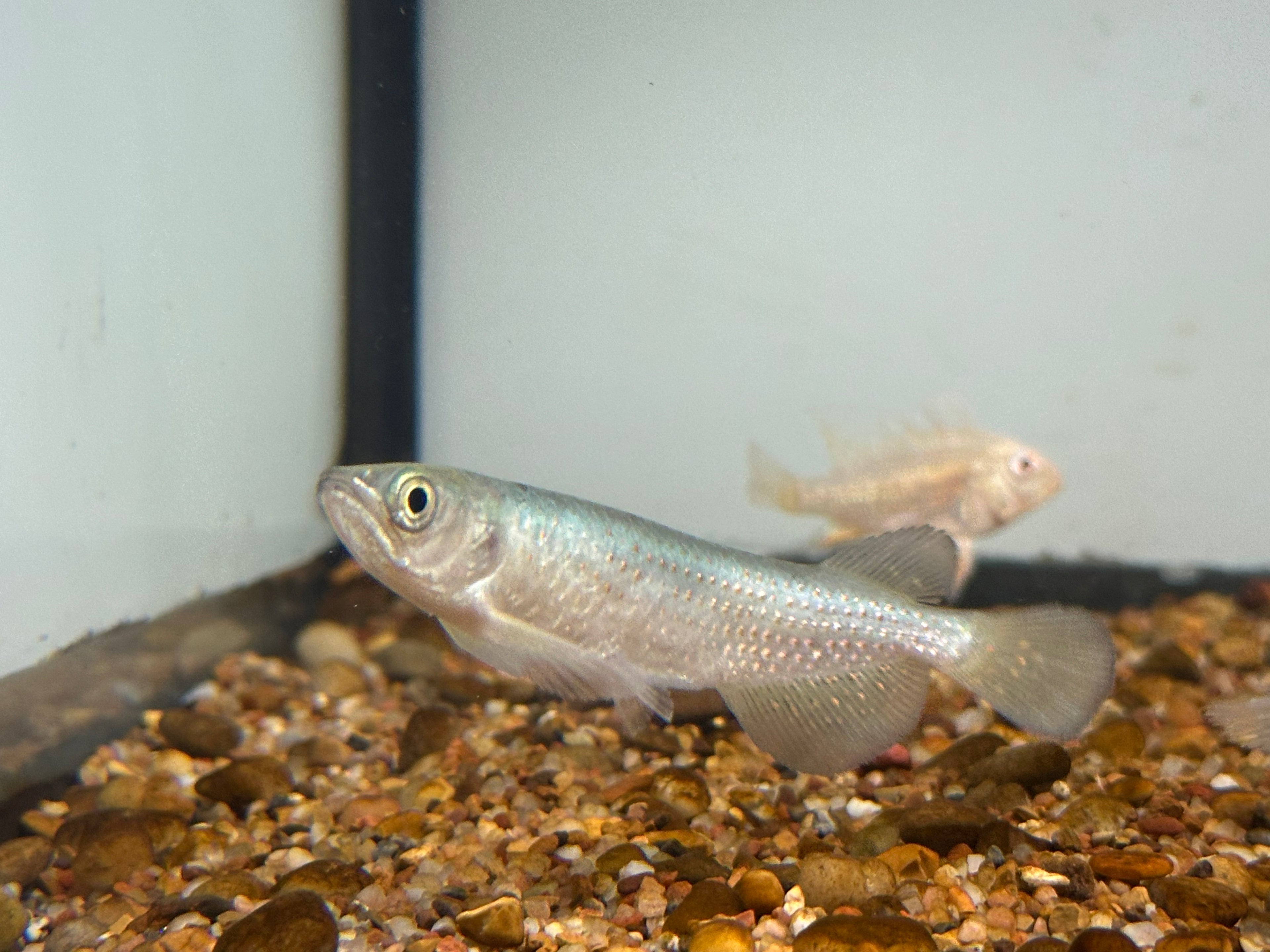 Leichardti Arowana (2.75-3”)