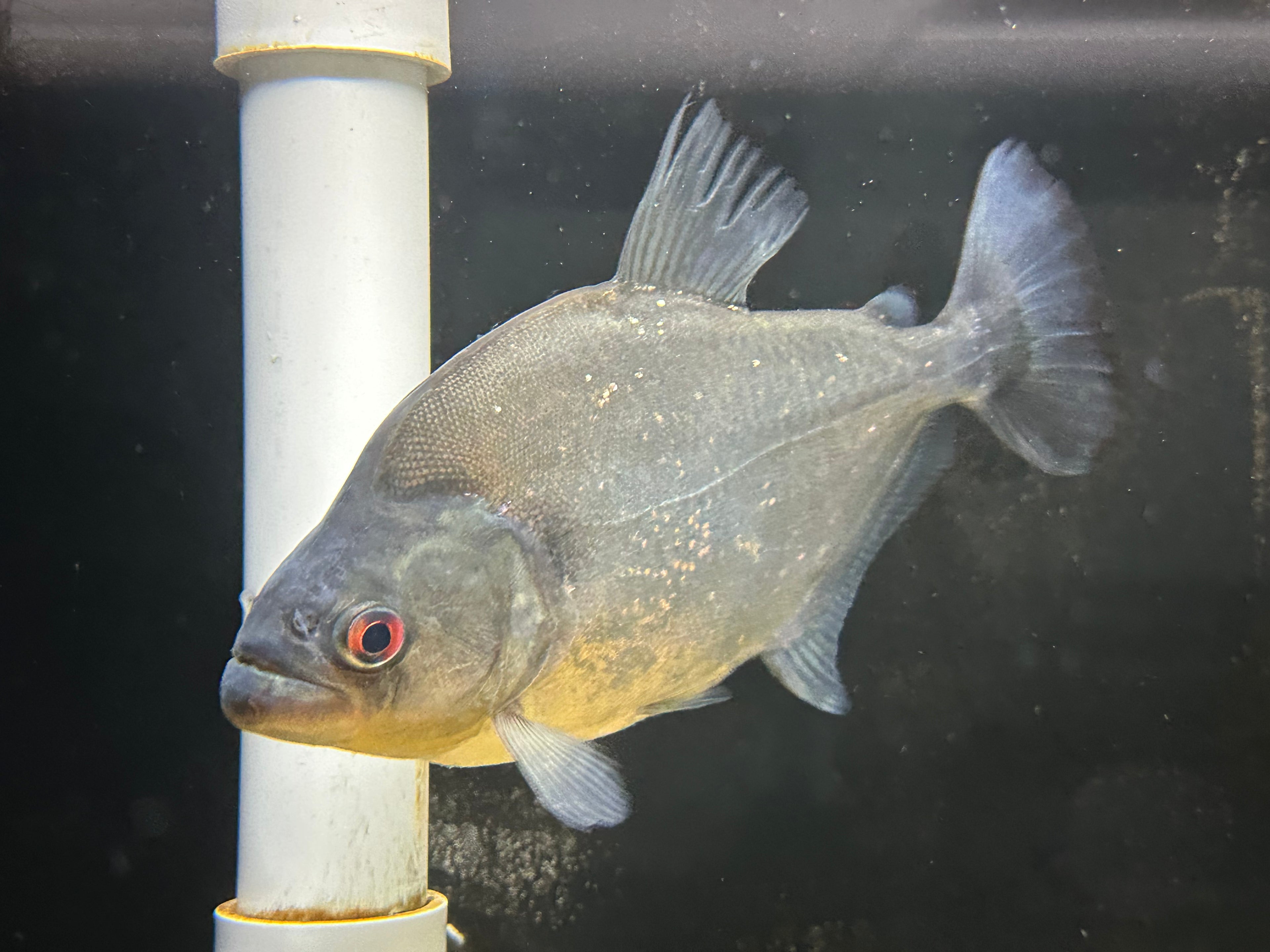 Diamond Rhom Piranha (7”)