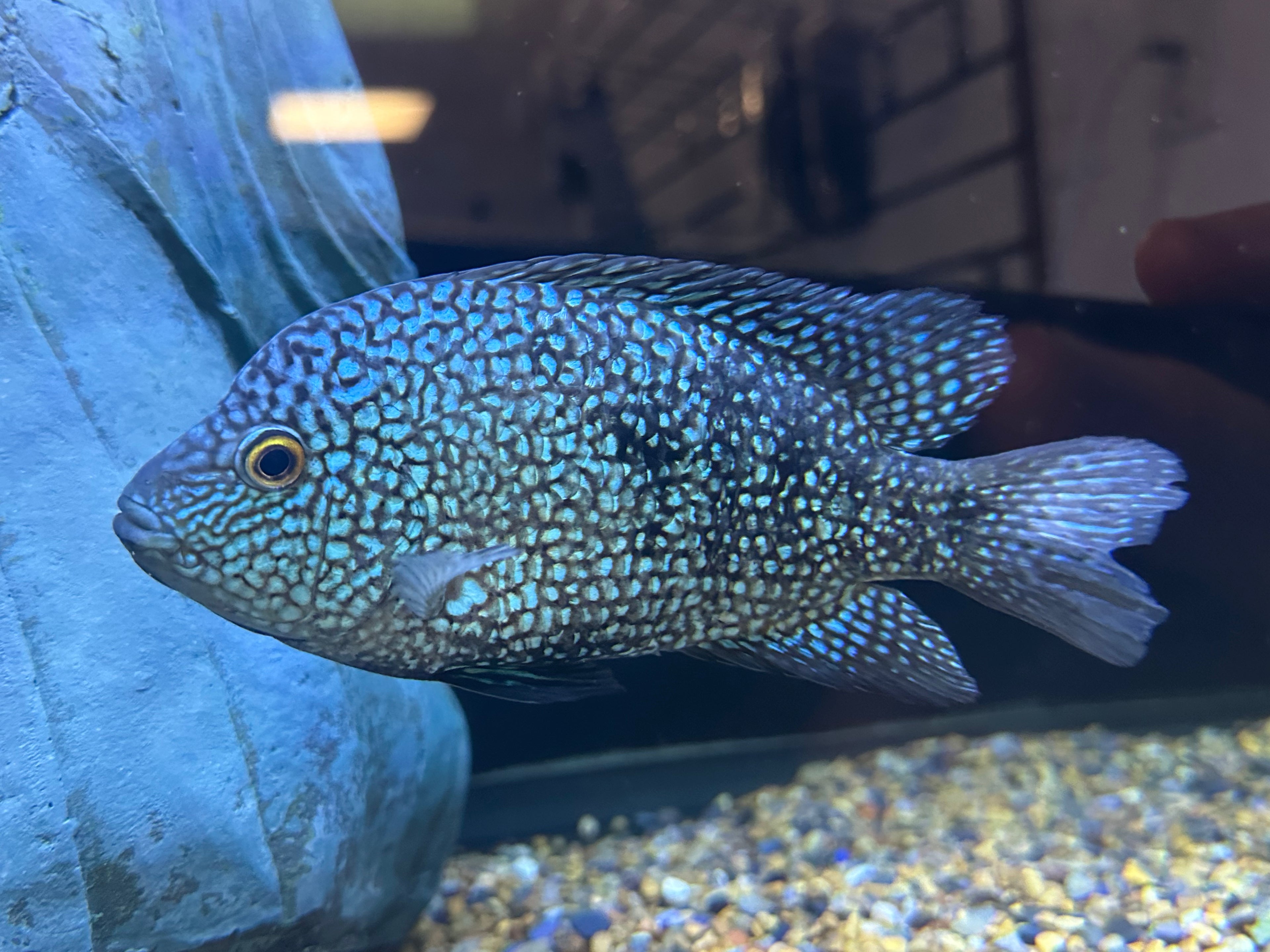 Carpintis Cichlid (6-7”)