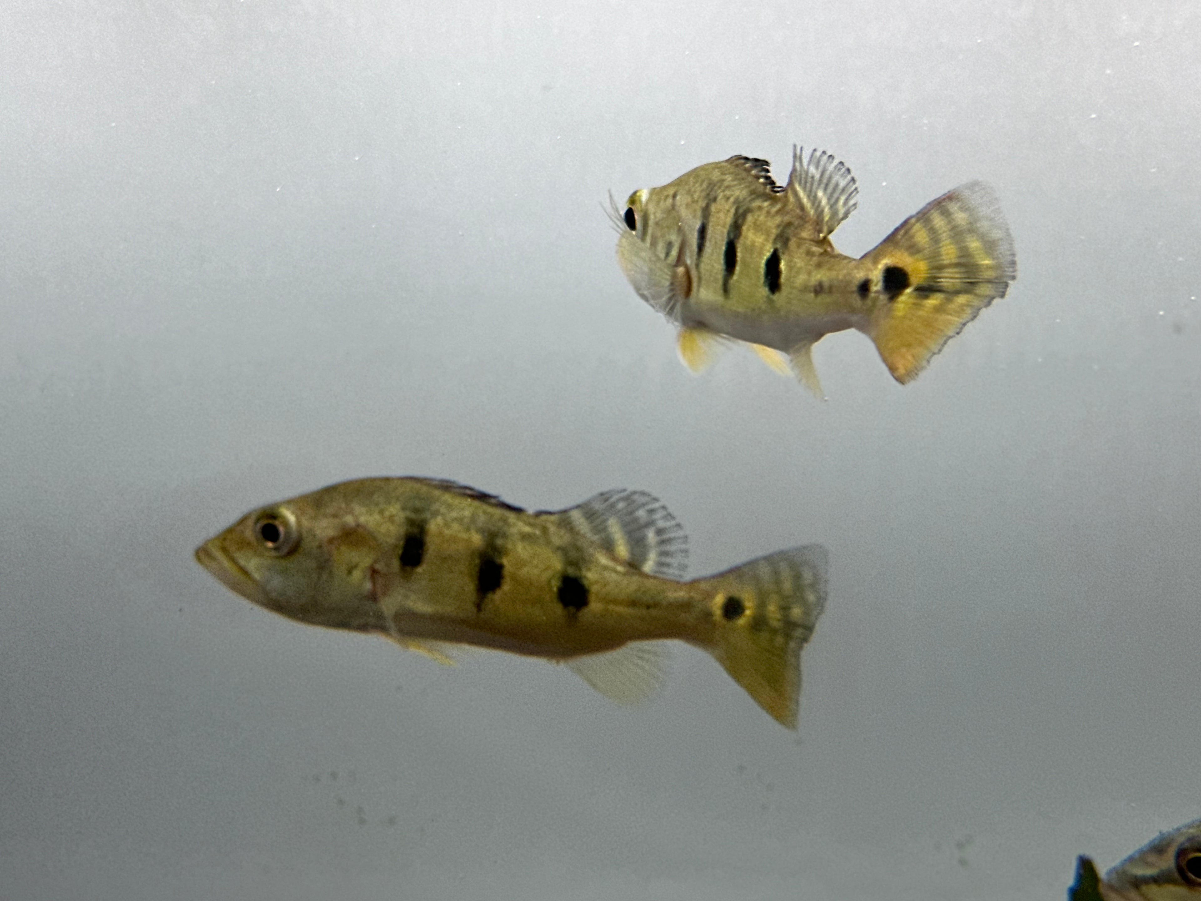 Kelberi Peacock Bass (5”)