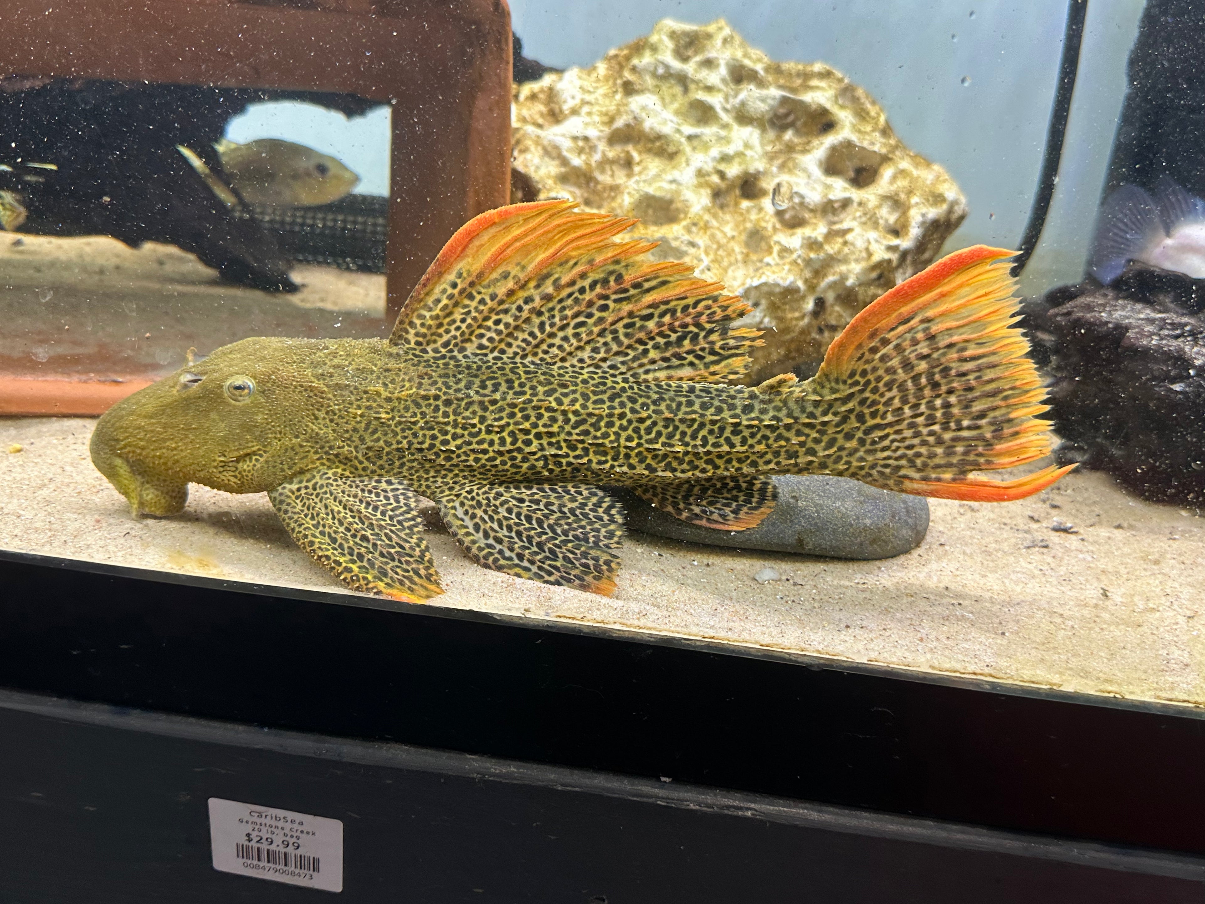 Jumbo L600 Leopard Cactus Pleco (11-12”+)