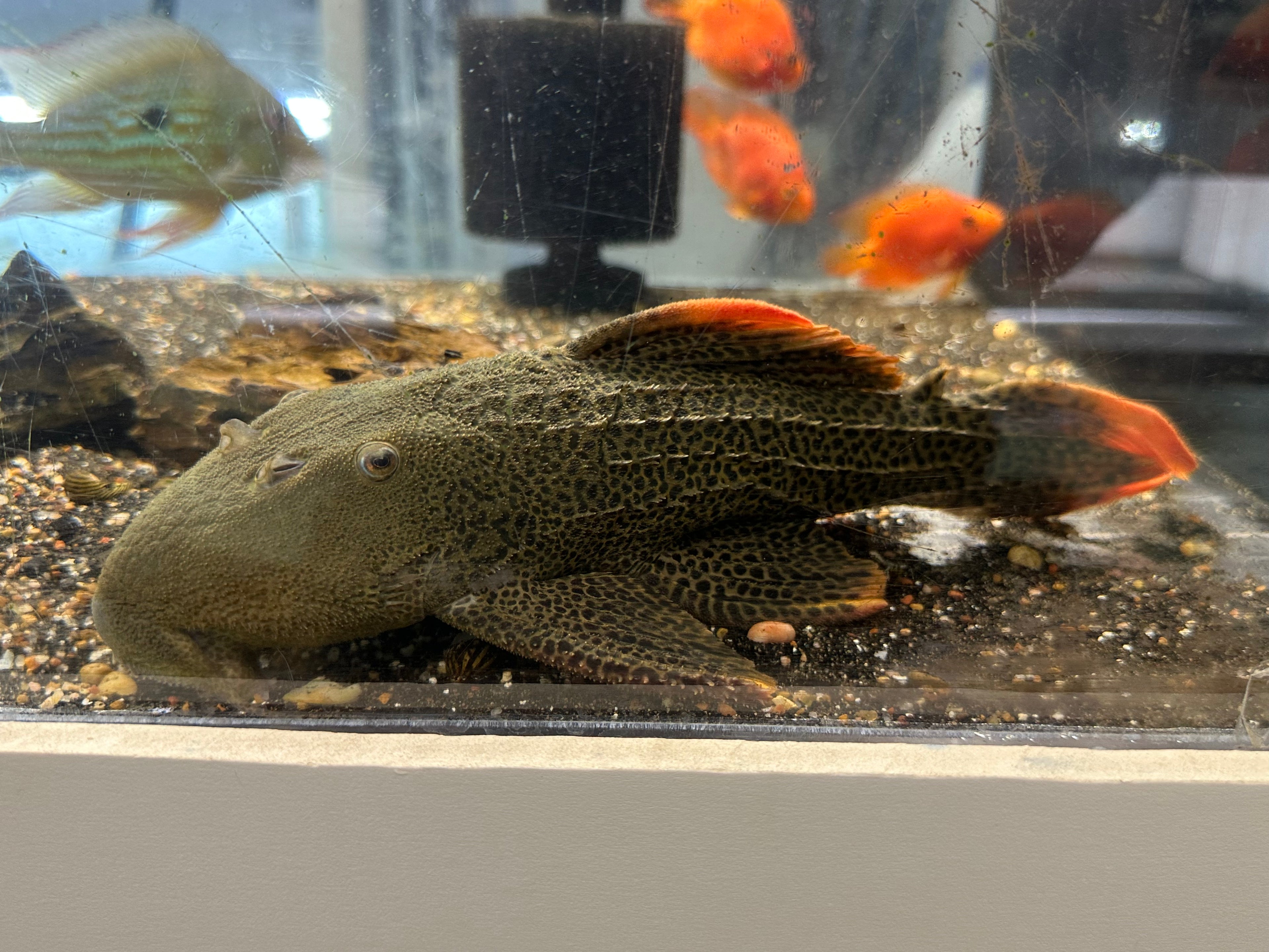 Jumbo L600 Leopard Cactus Pleco (11-12”+)