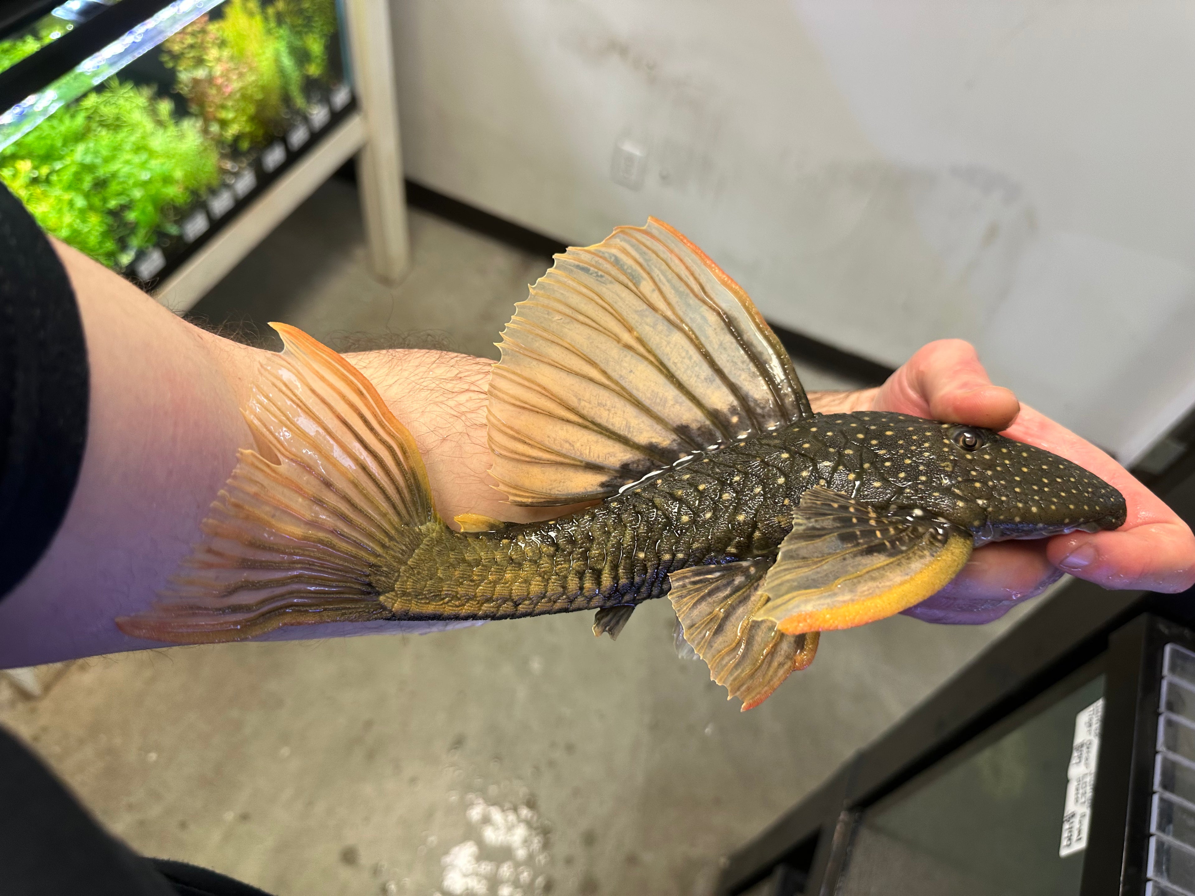 Phase 2 Luteus Pleco (11-12”+)