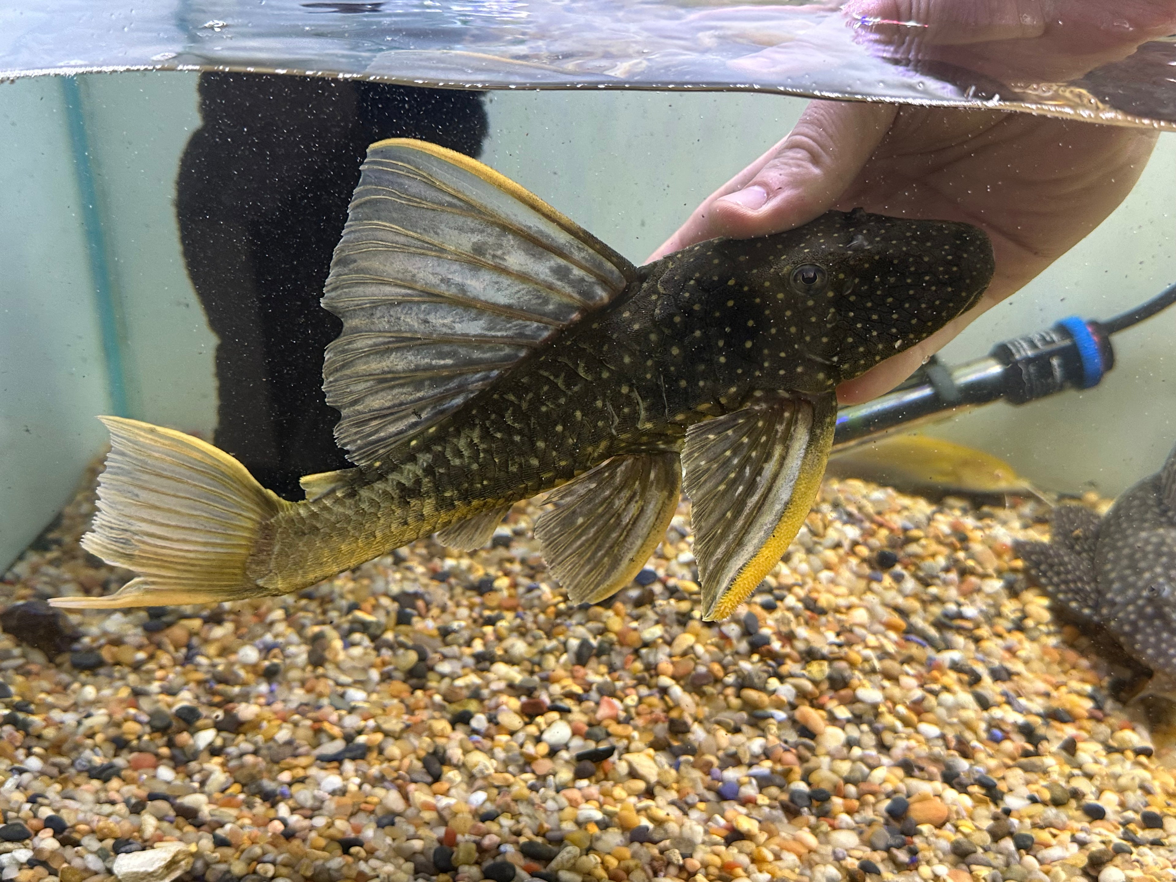 Phase 2 Luteus Pleco (11-12”+)