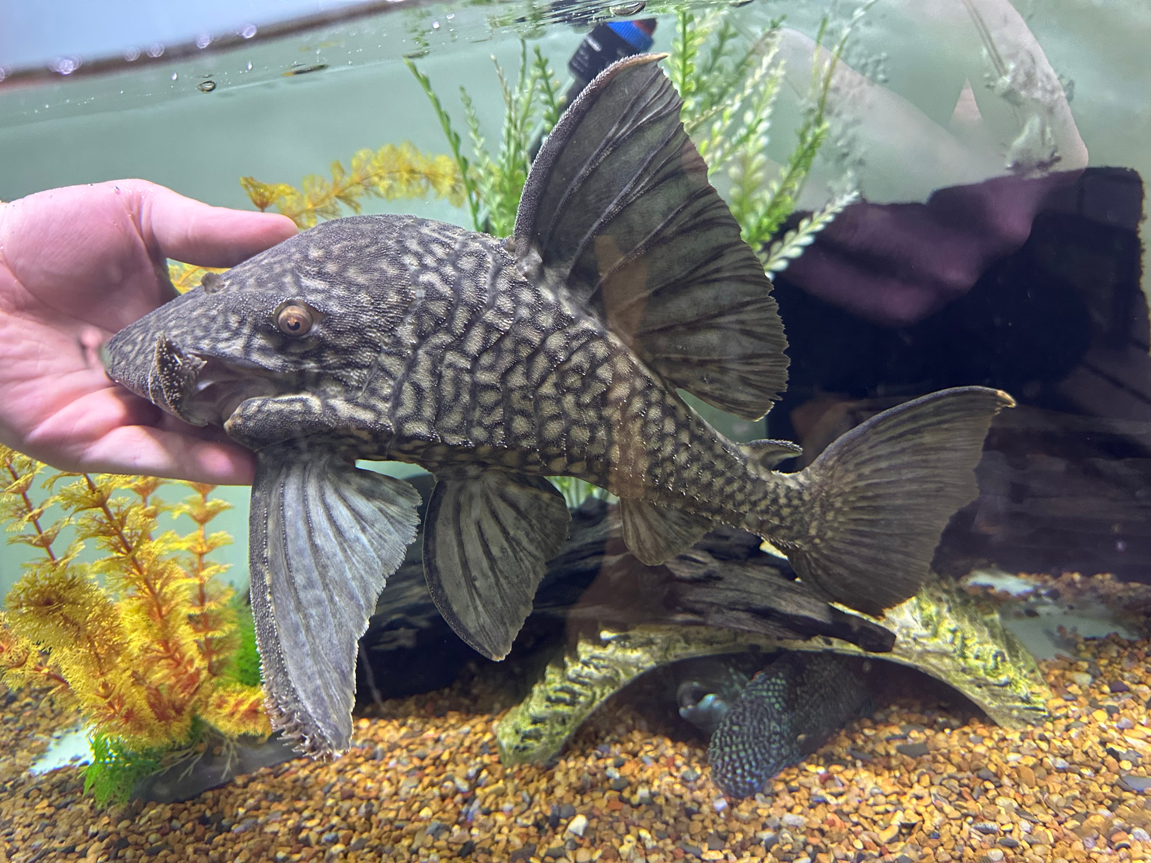 Jumbo L330 Watermelon Pleco (14-15”)