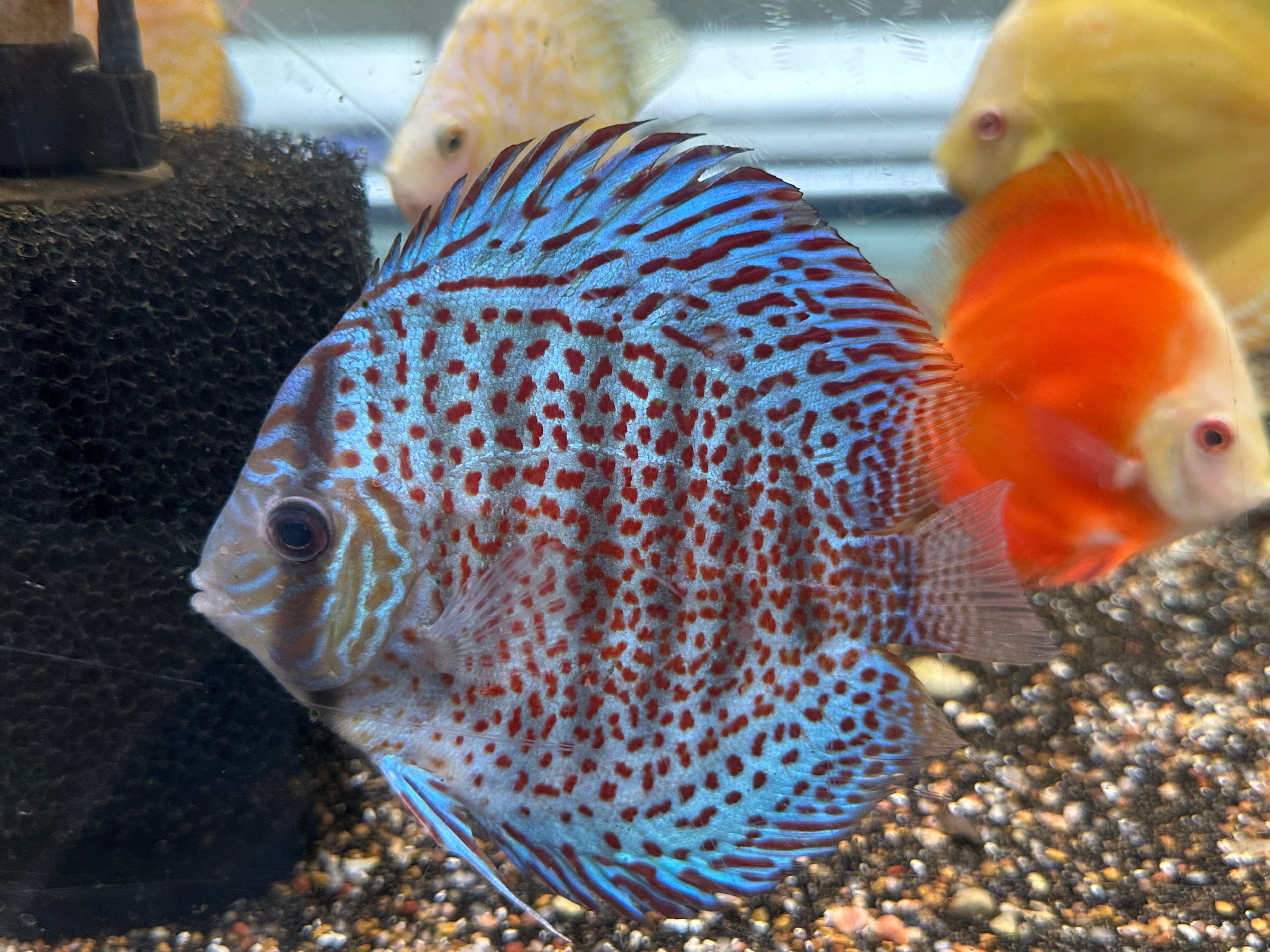 XL Red Leopard/Turqoise Discus (5-5.5”)