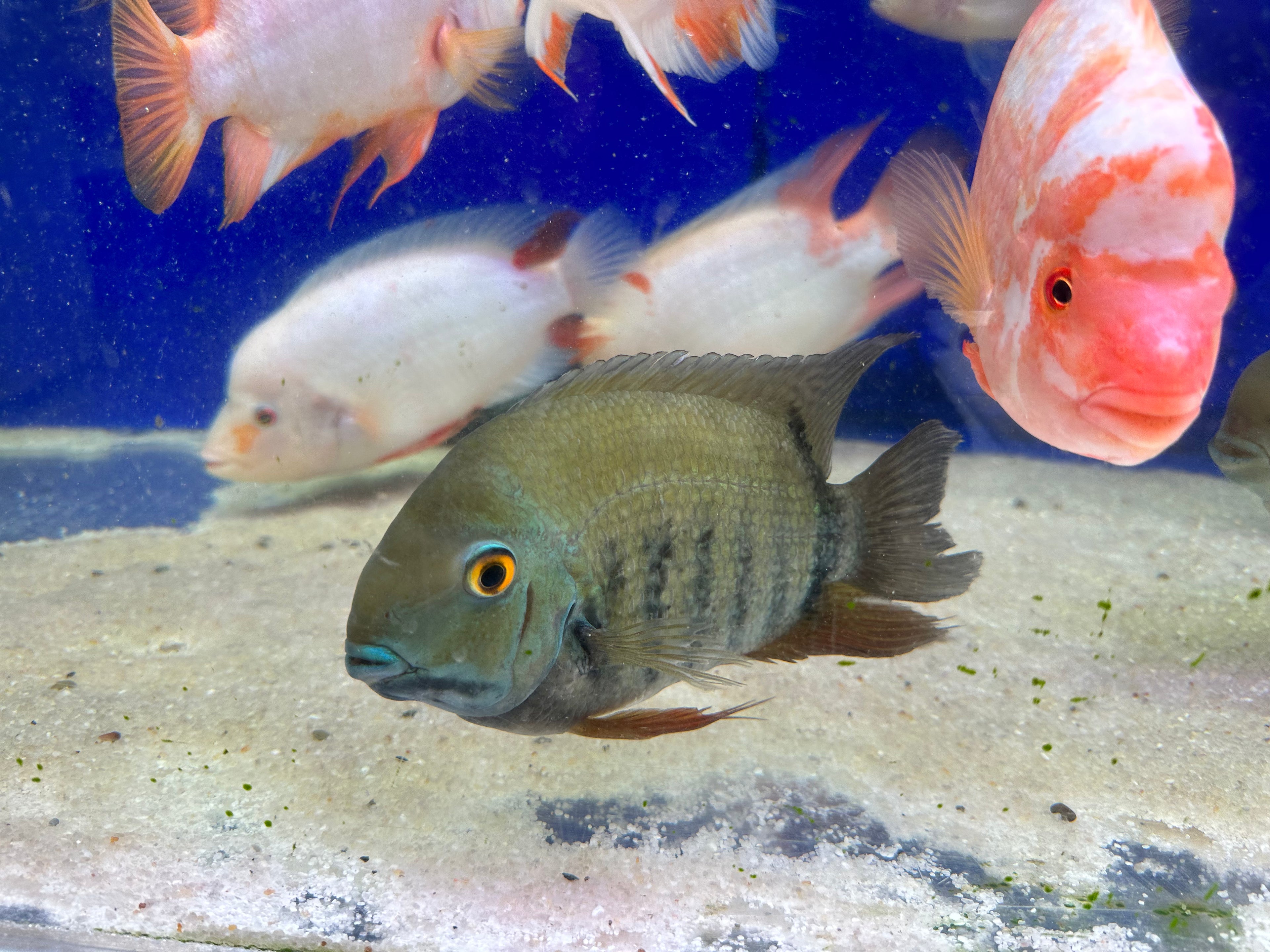 XL Green Severum (6-7”)