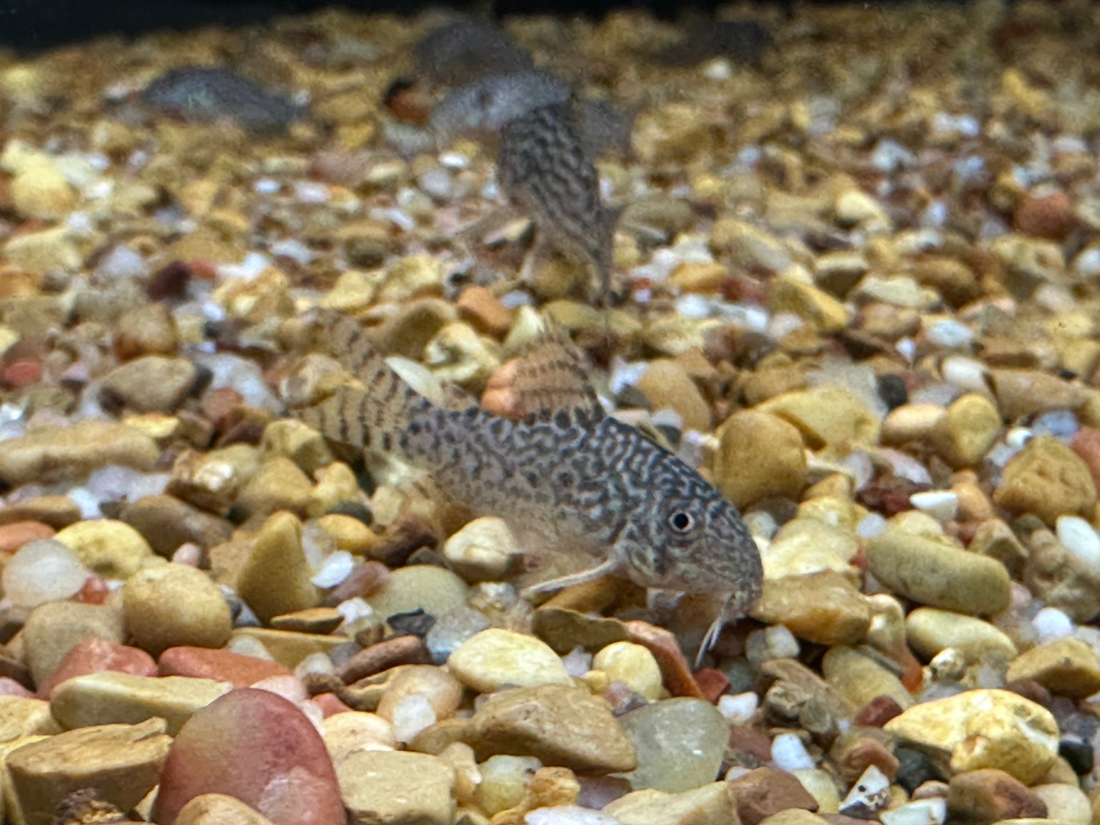 Sterbai Corydoras (1.25”)