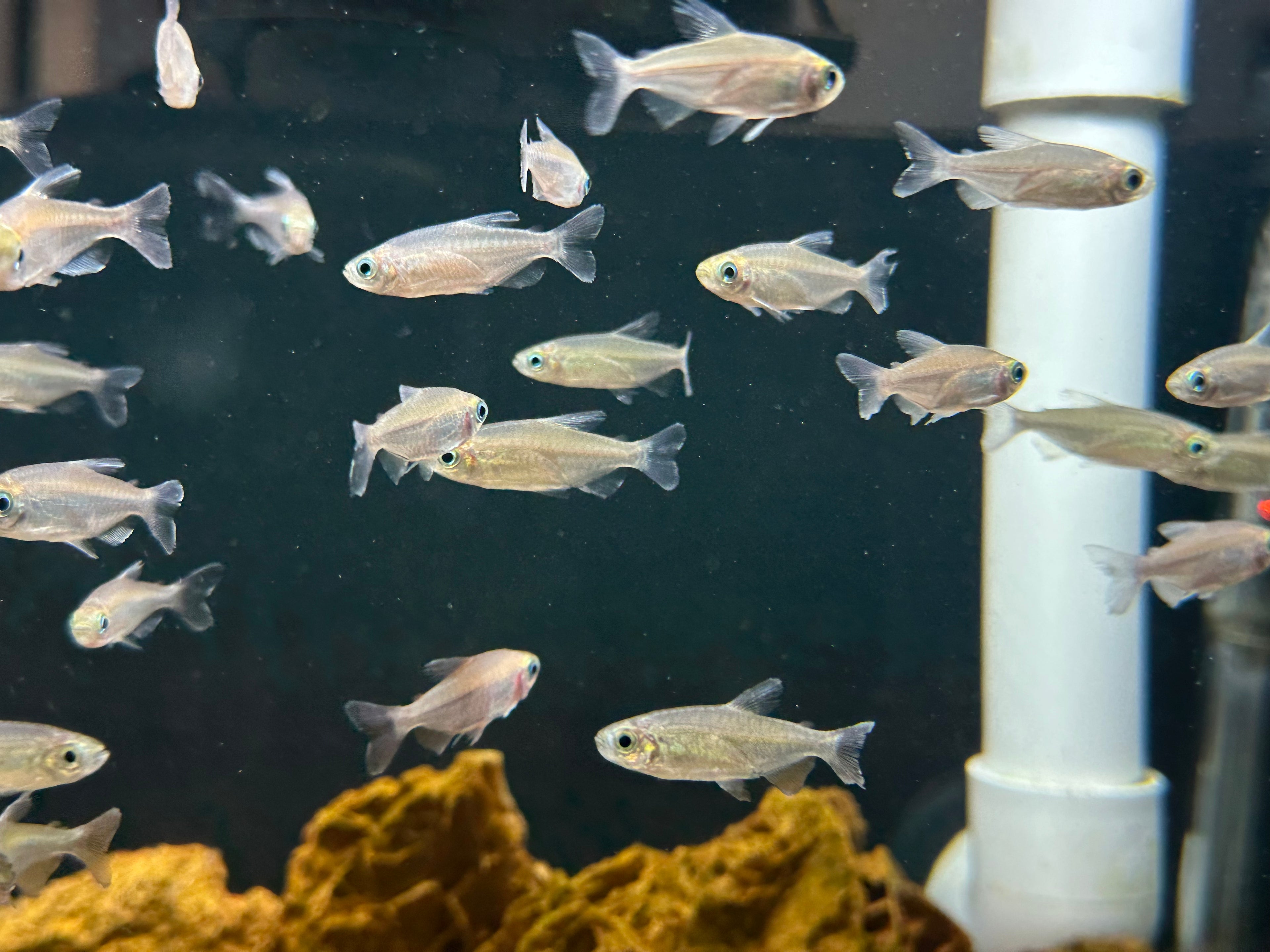 Congo Tetra (1.25-1.5”)