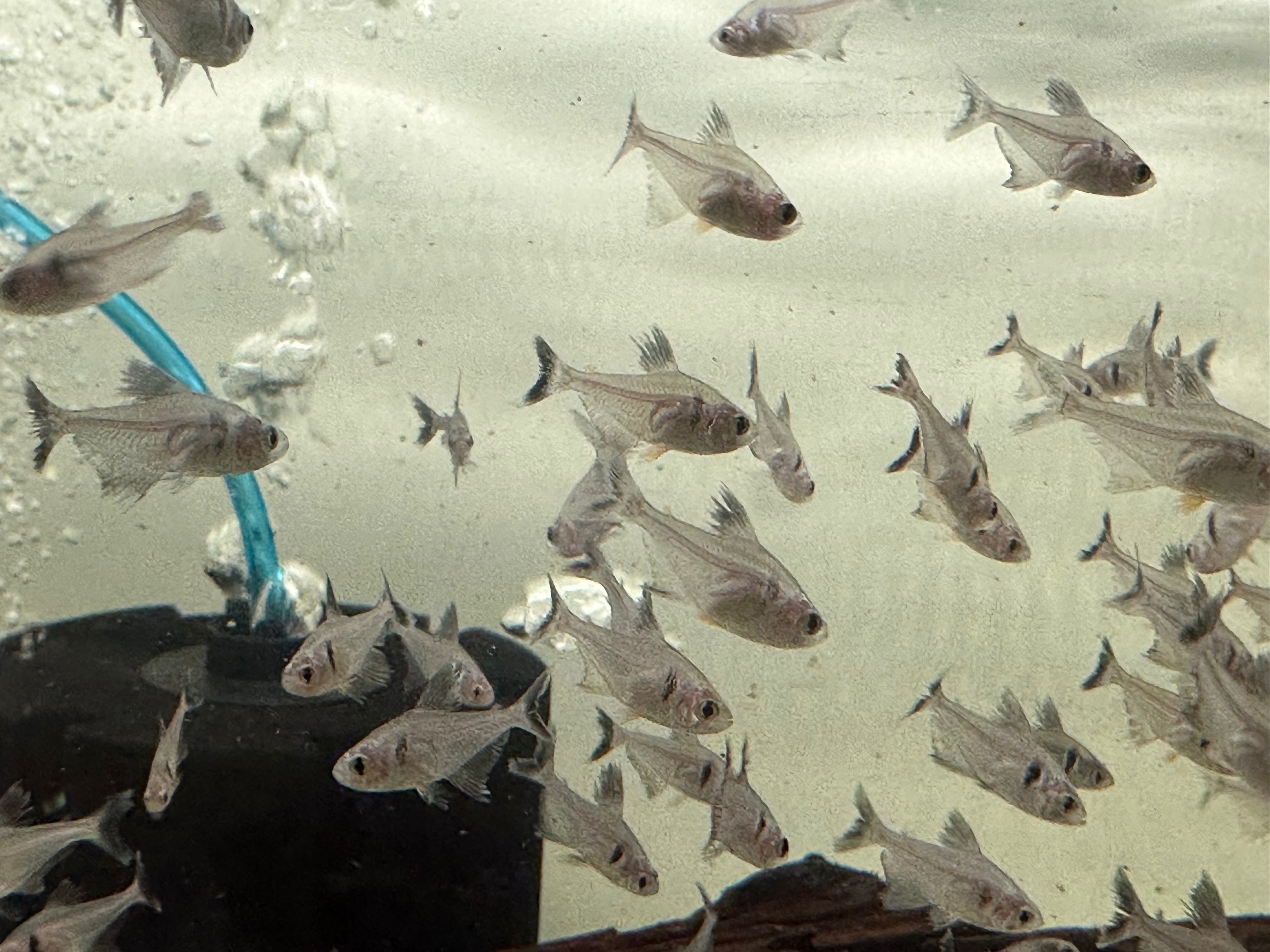 Black Phantom Tetra (1”)