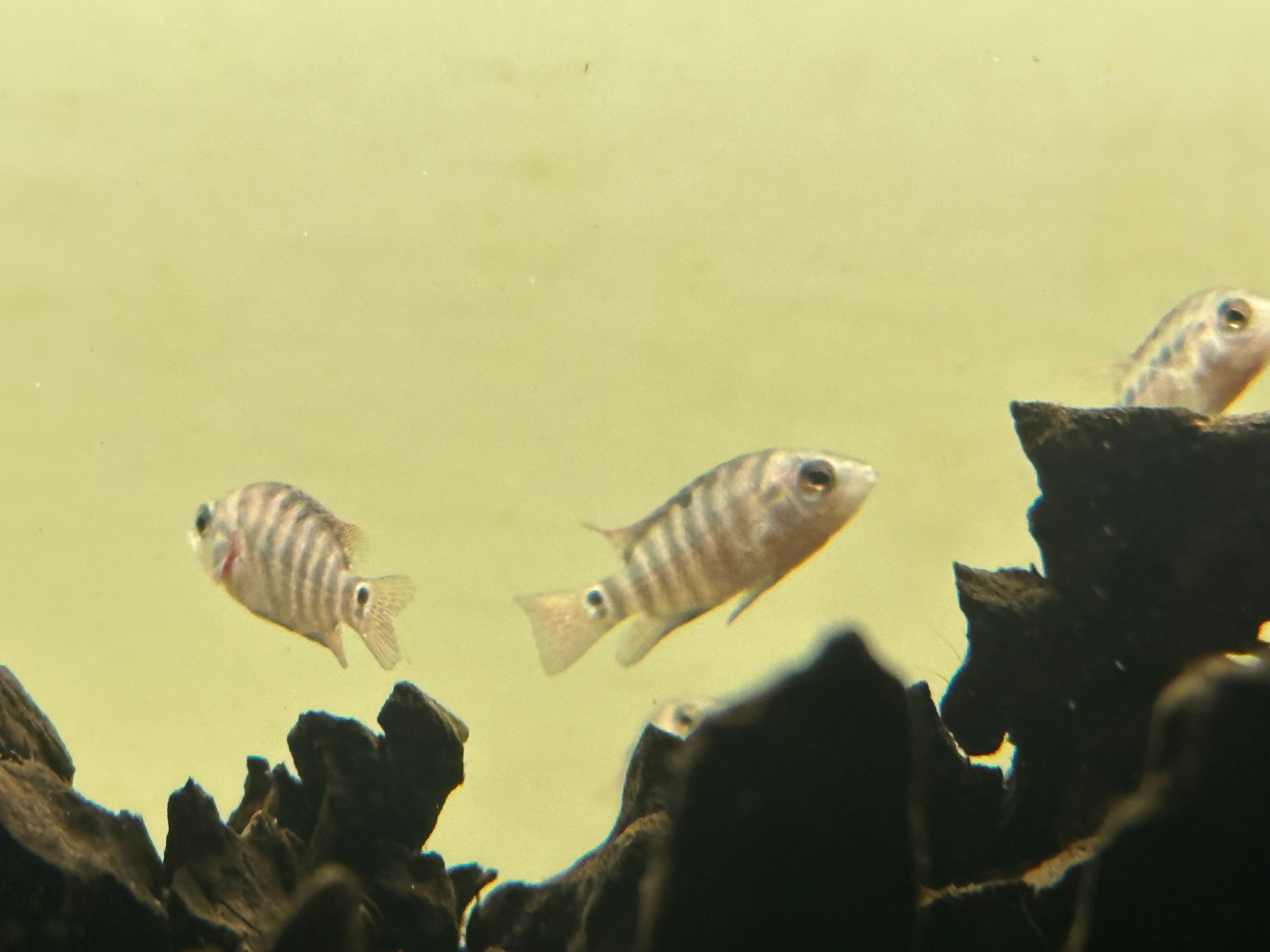 Festae Cichlid (1.25-1.5”)