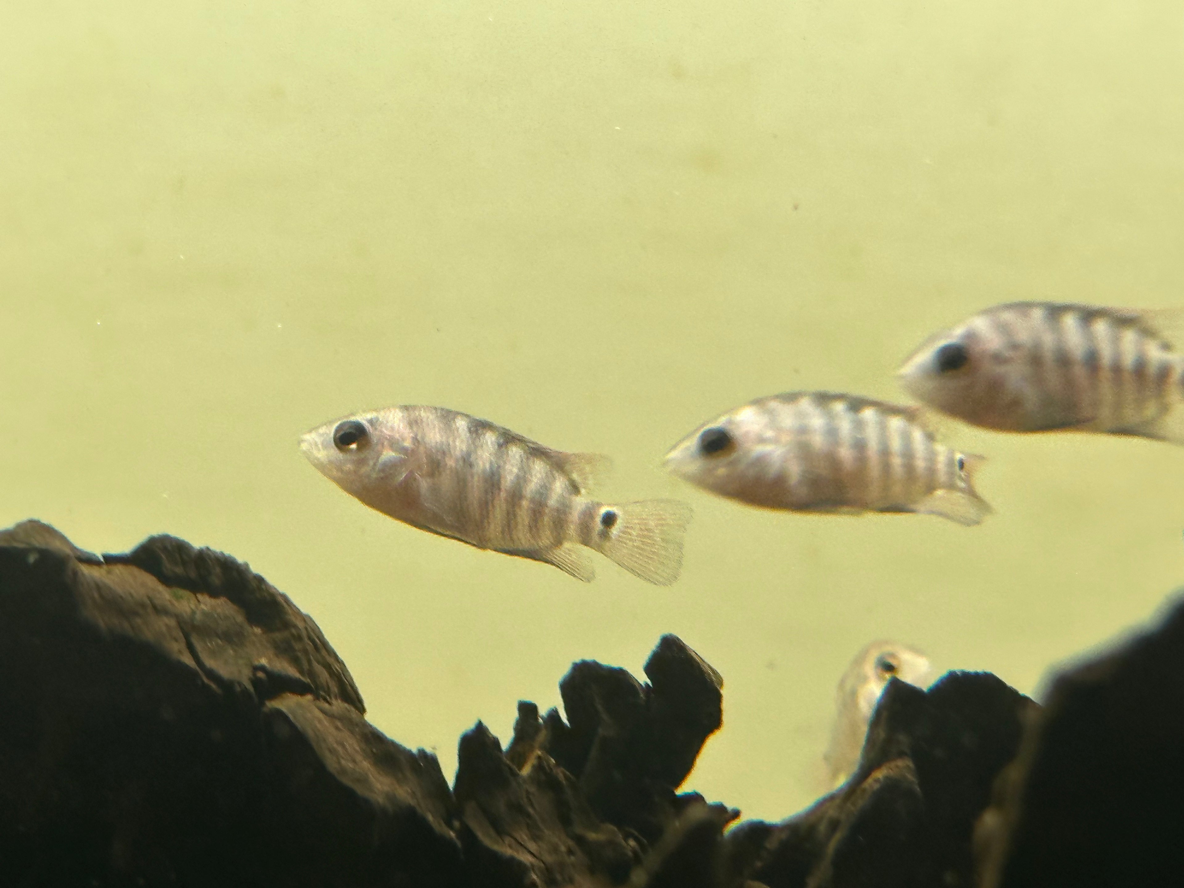Festae Cichlid (1.25-1.5”)