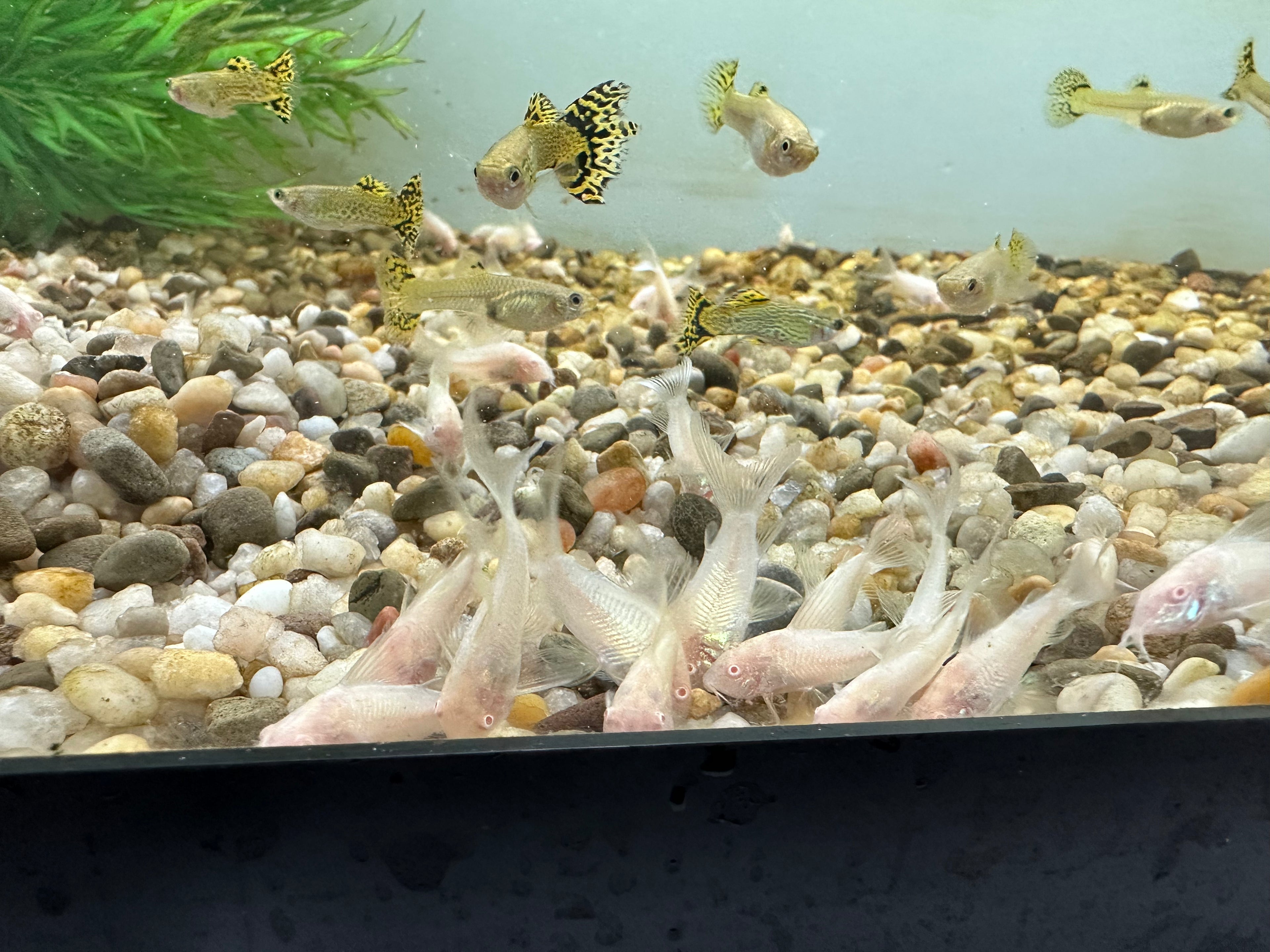 Longfin Albino Cory (1.25-1.5”)